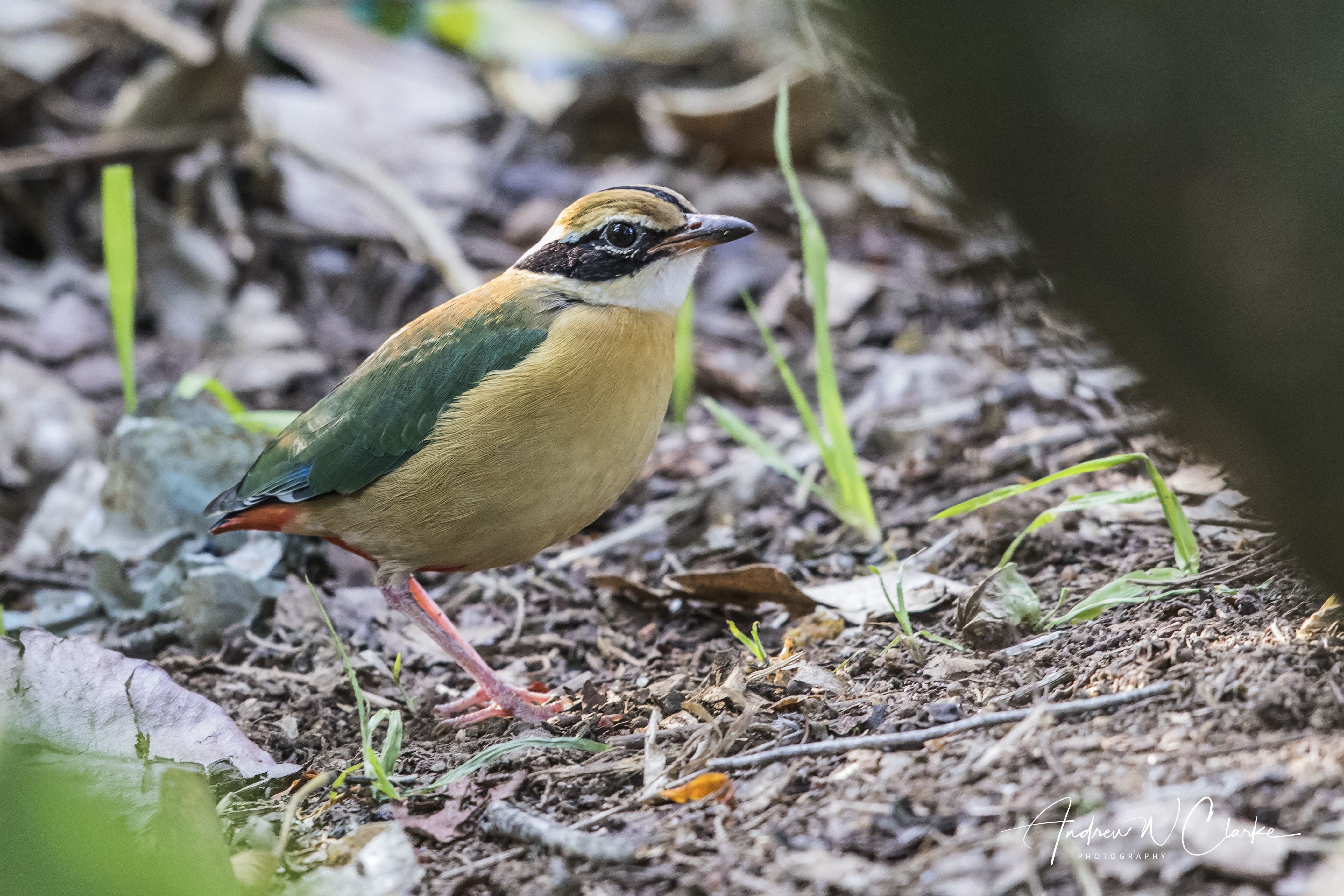 Indian Pitta