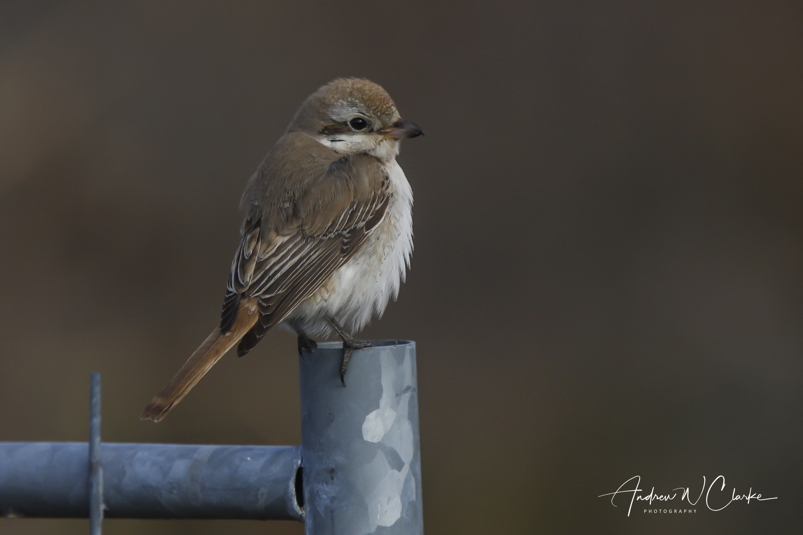 Red-tailed Shrike / Rødhalevarsler