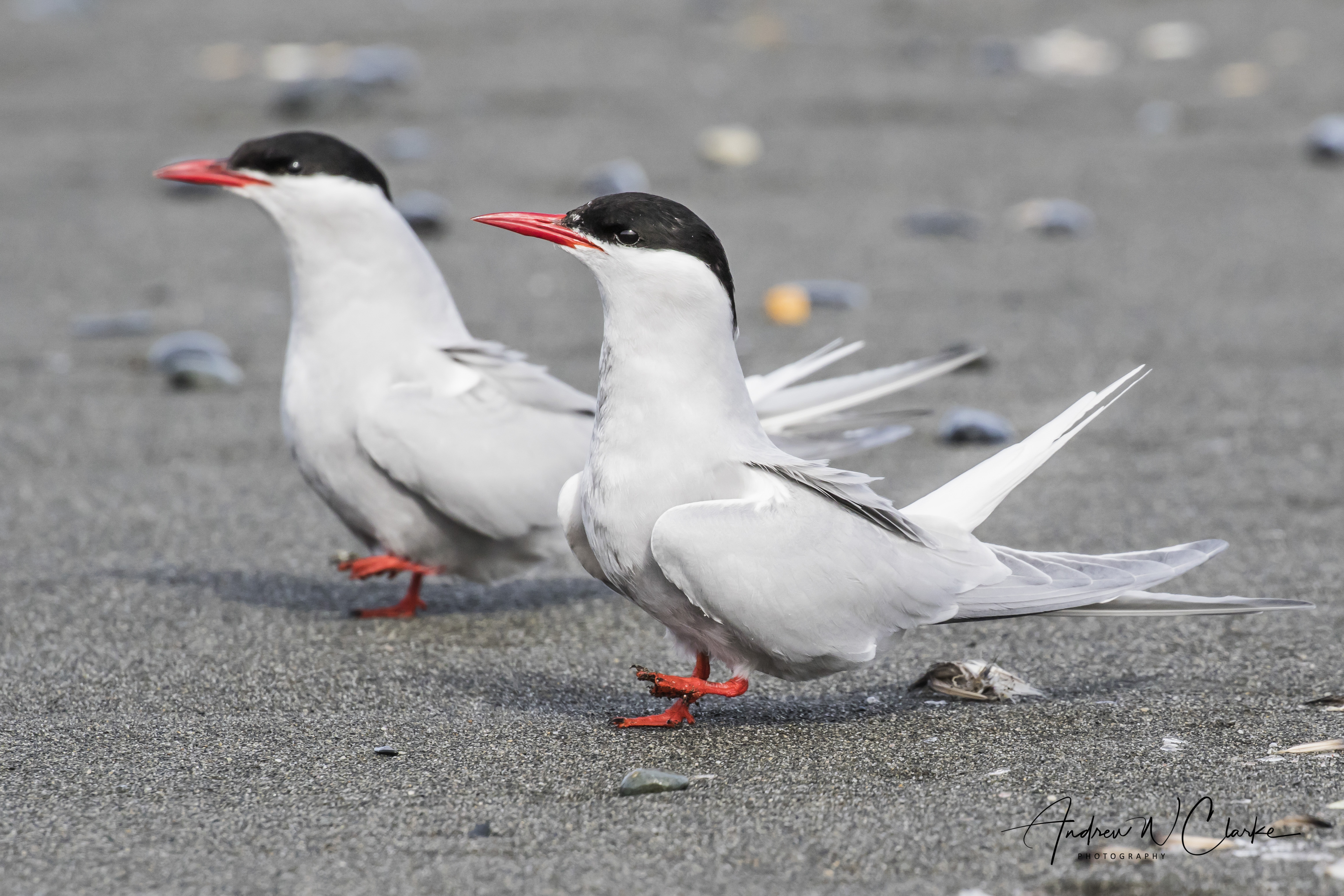 Antarctic Tern