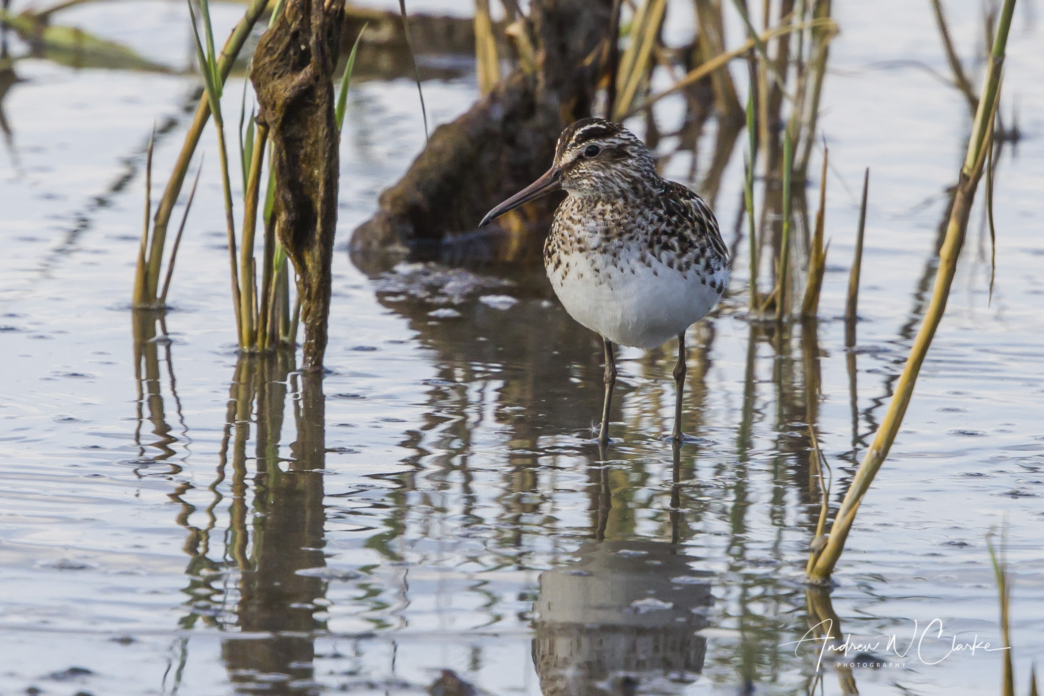 Broad-billed Sandpiper/Fjellmyrløper