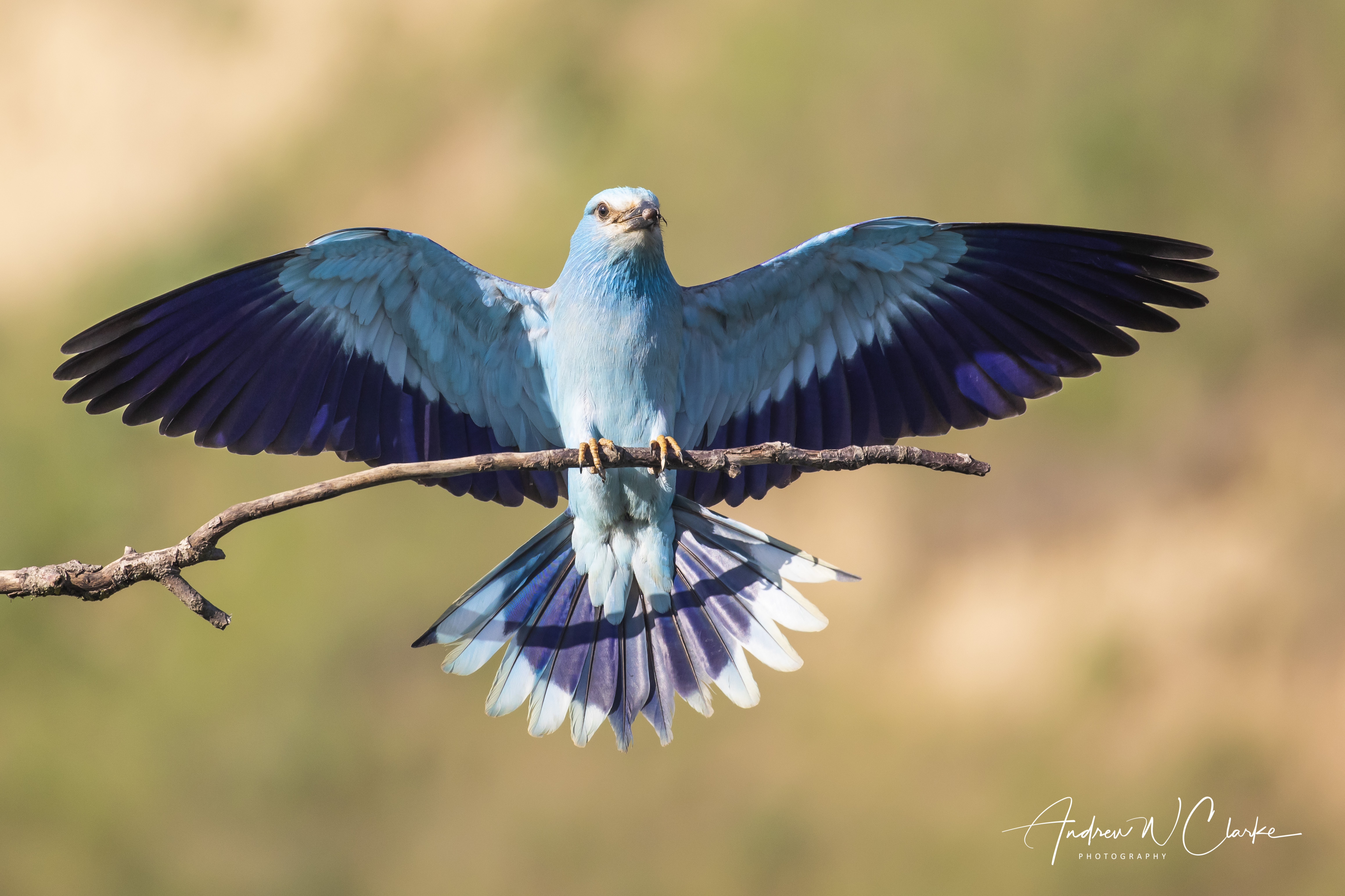 European Roller