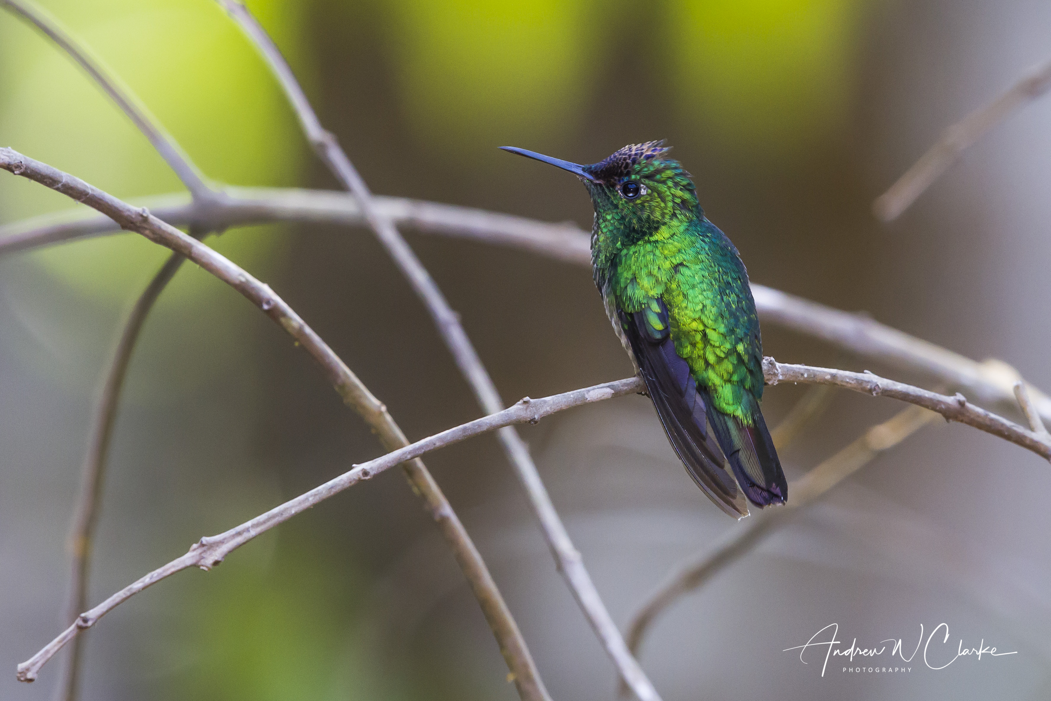 Violet-headed Hummingbird