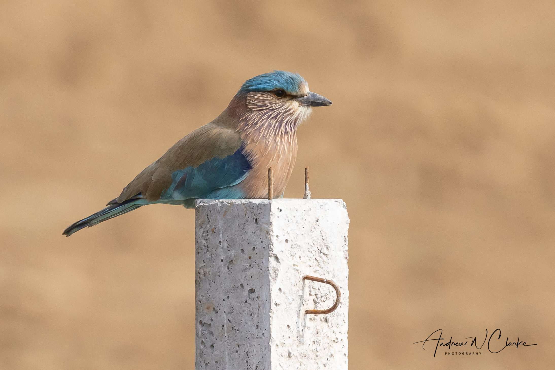 Indian Roller