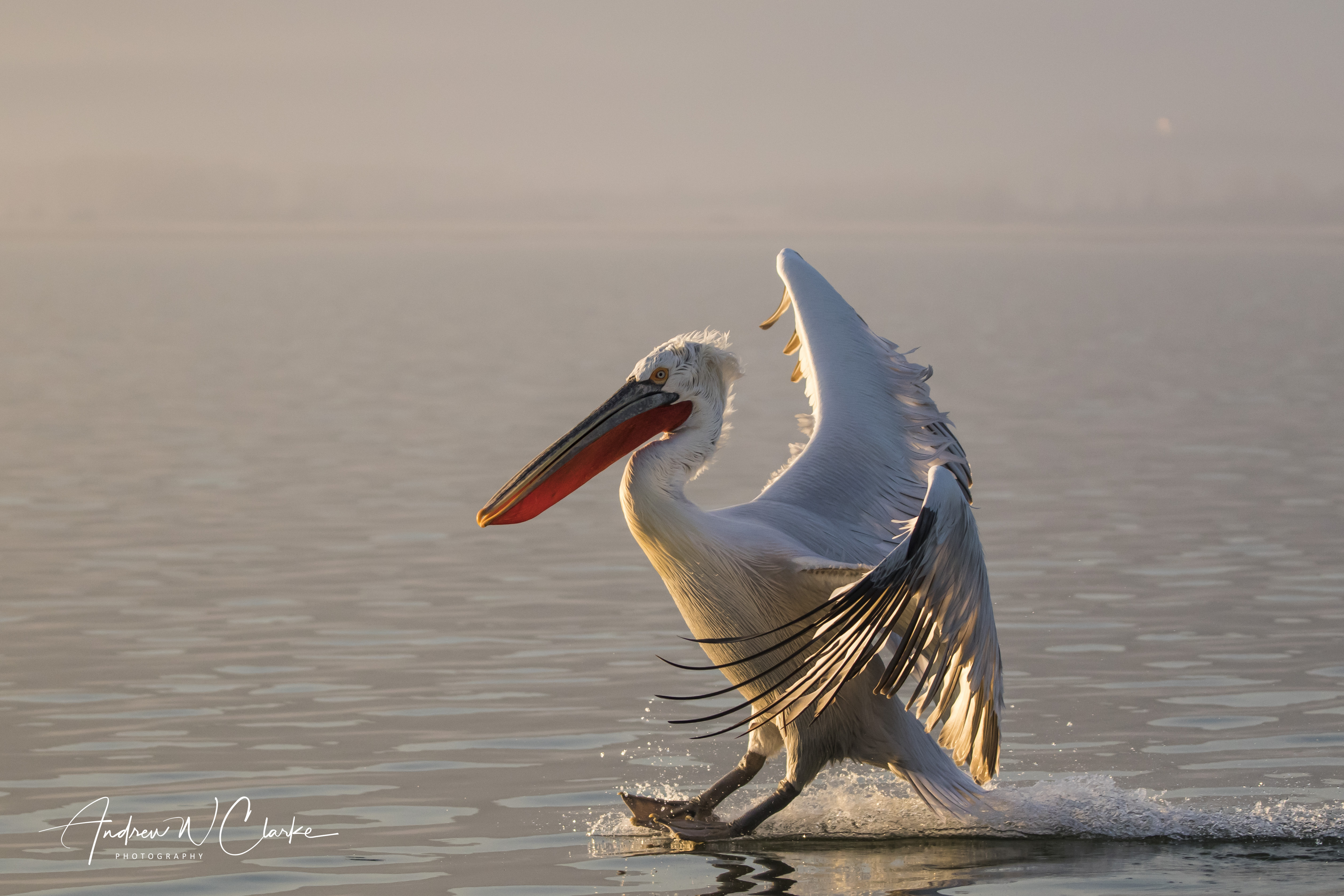 Dalmatian Pelican