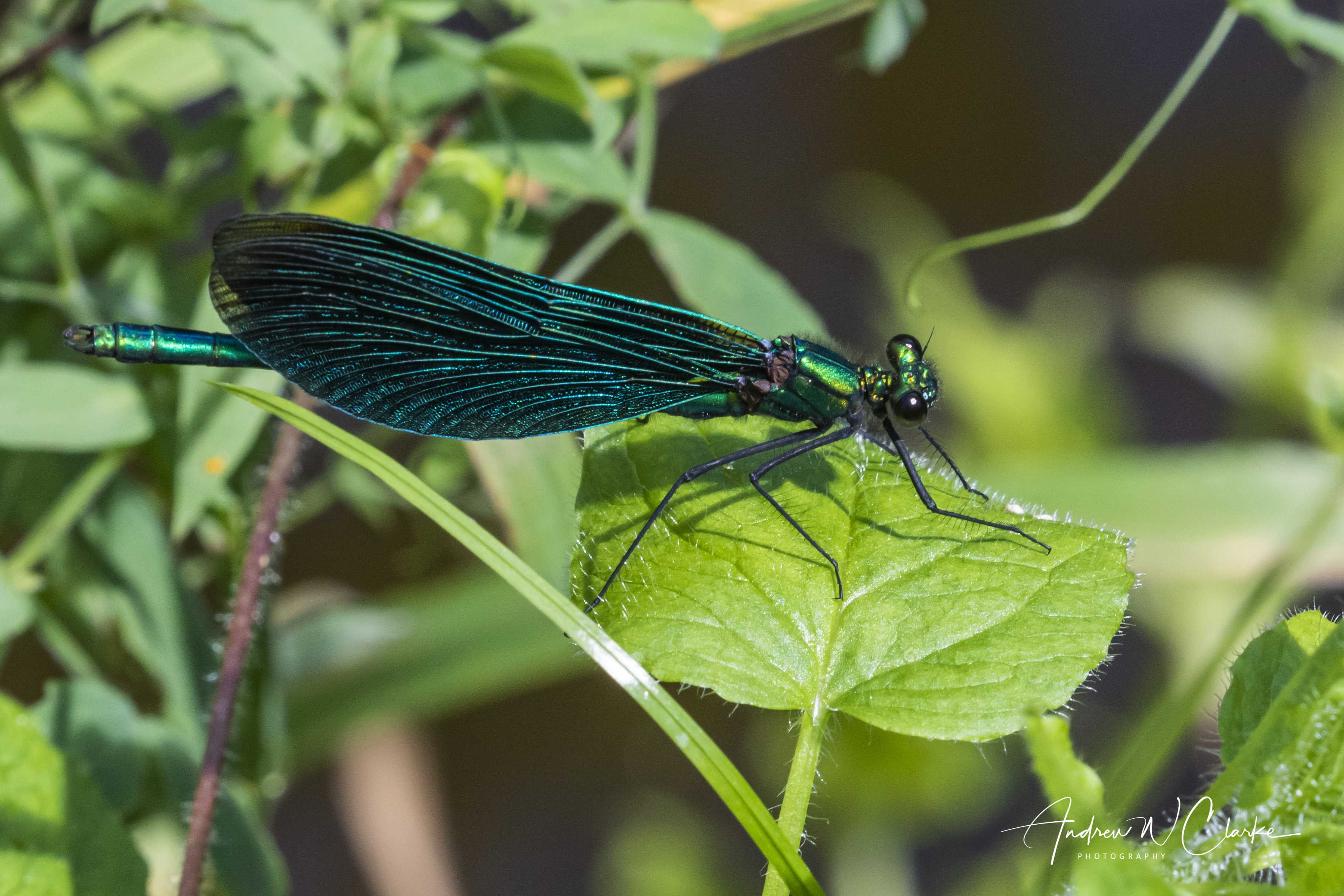 Beautiful Demoiselle