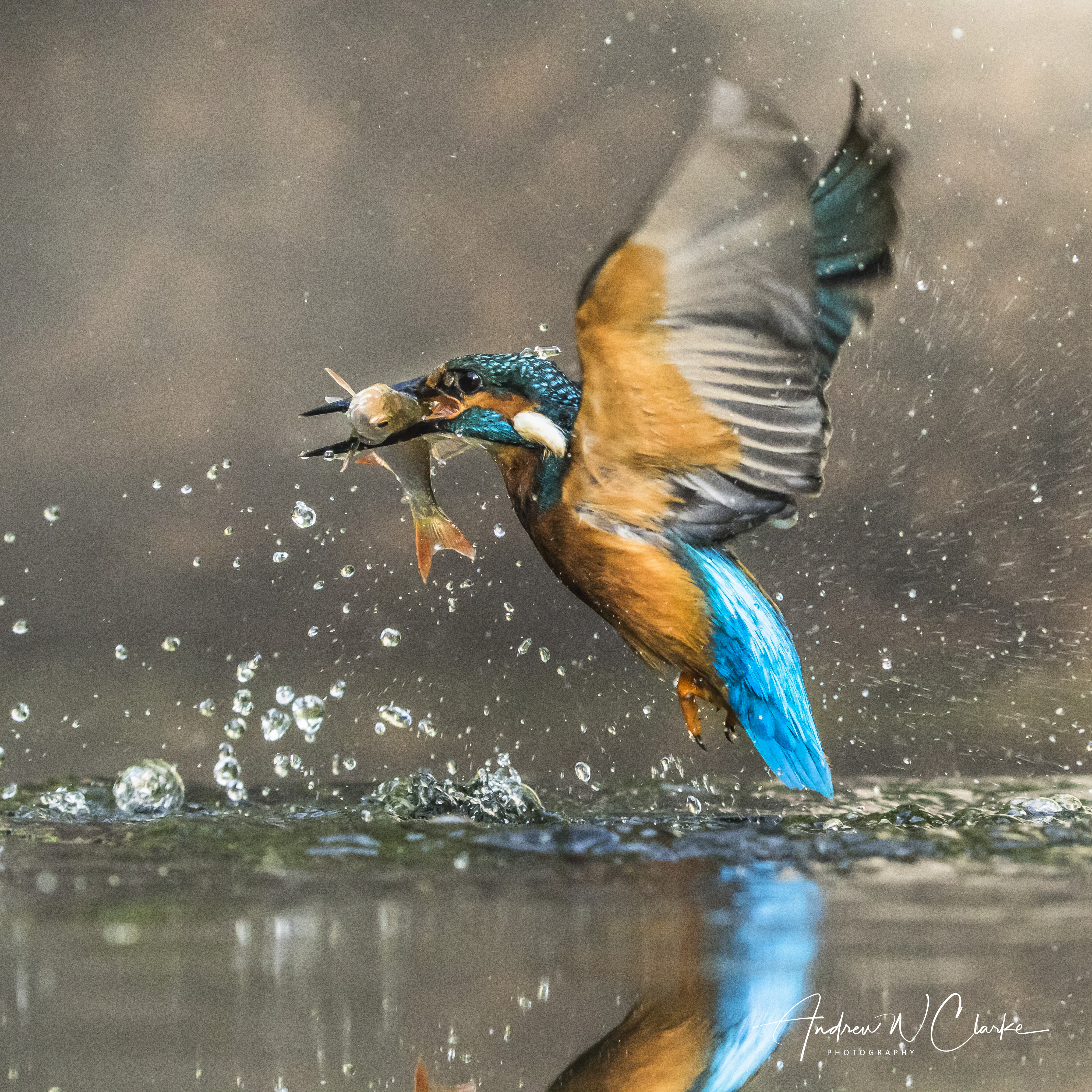 Common Kingfisher