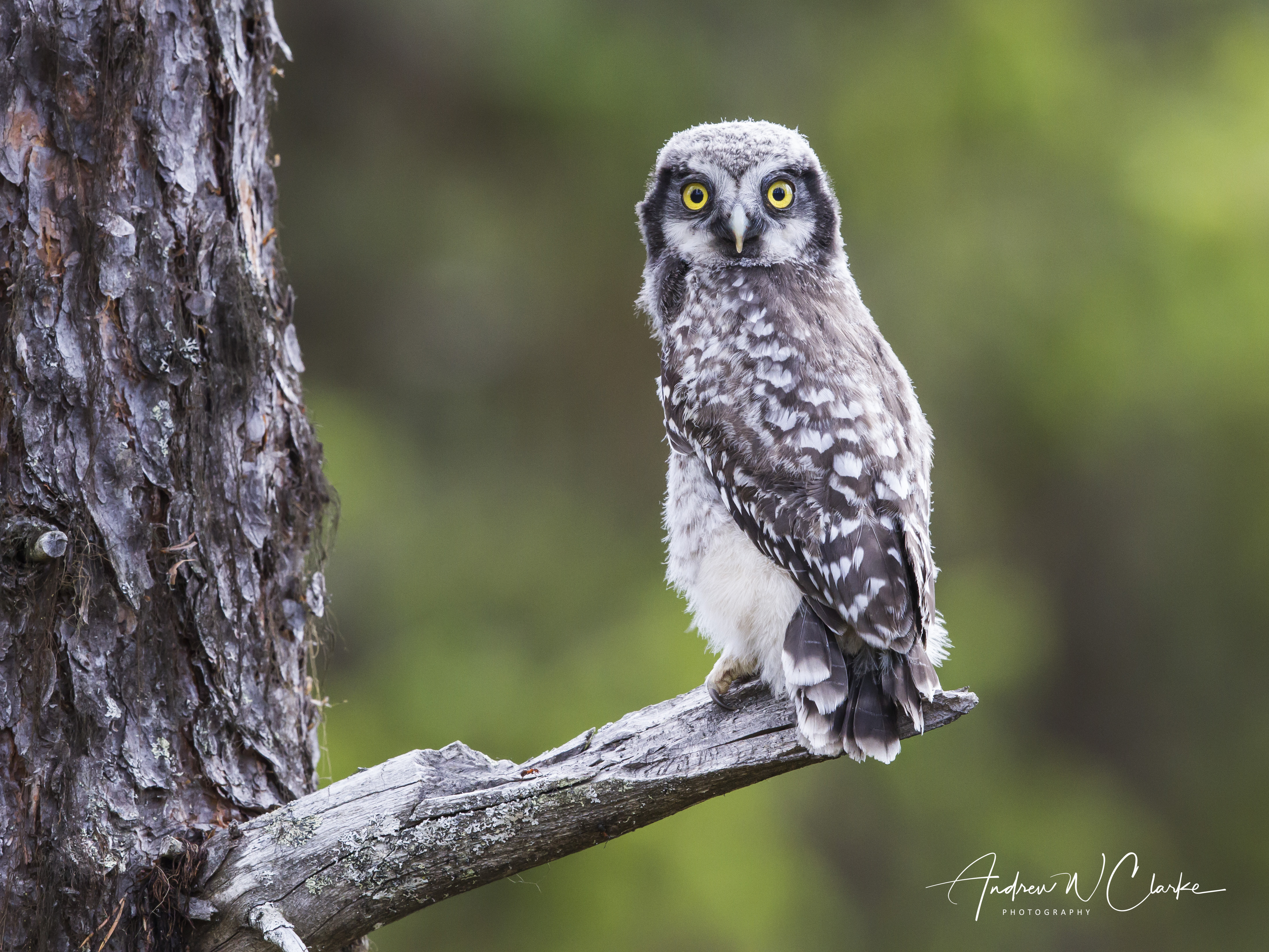 Northern Hawk Owl / Haukugle