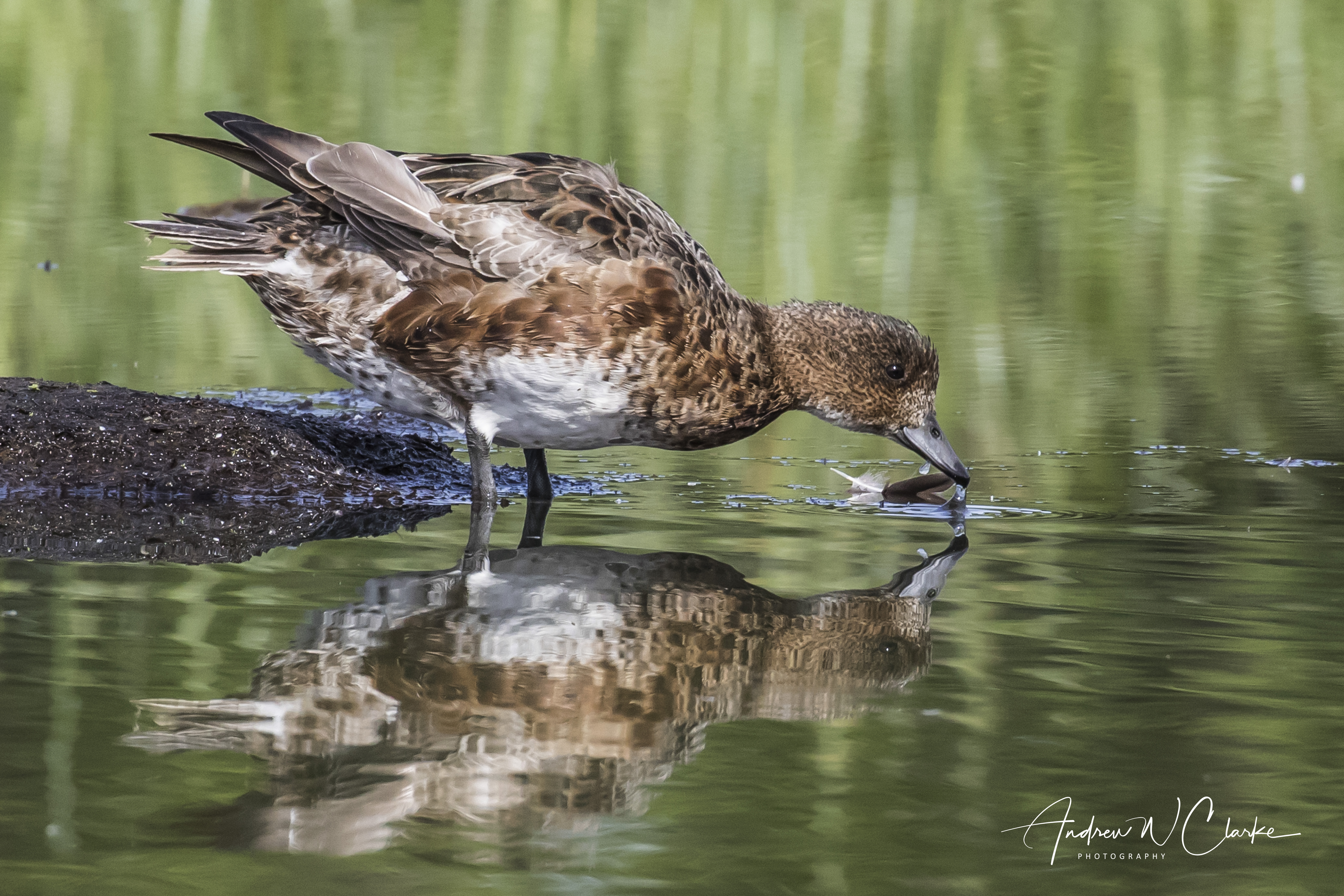 Eurasian Wigeon / Brunnakke