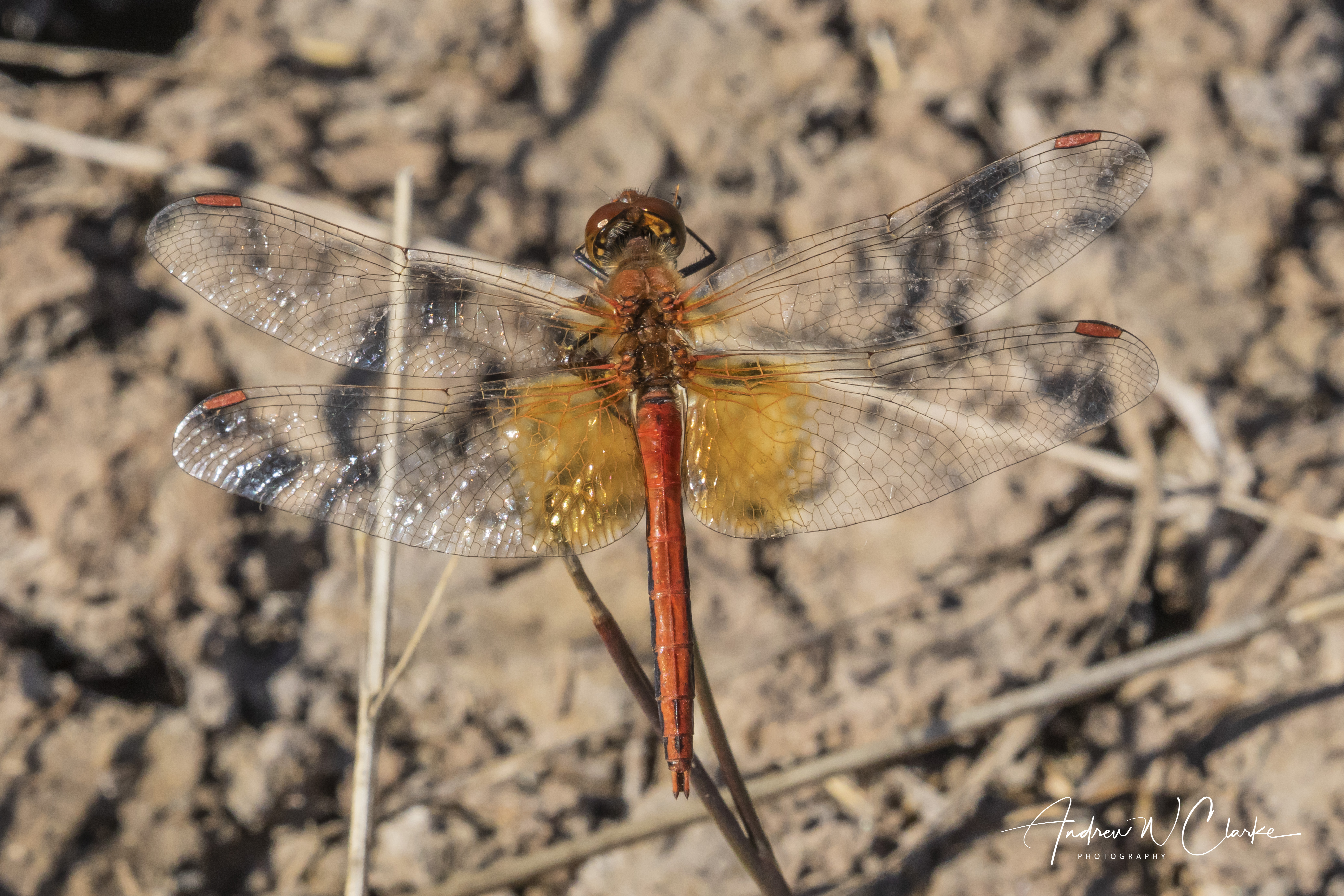 Yellow-winged Darter