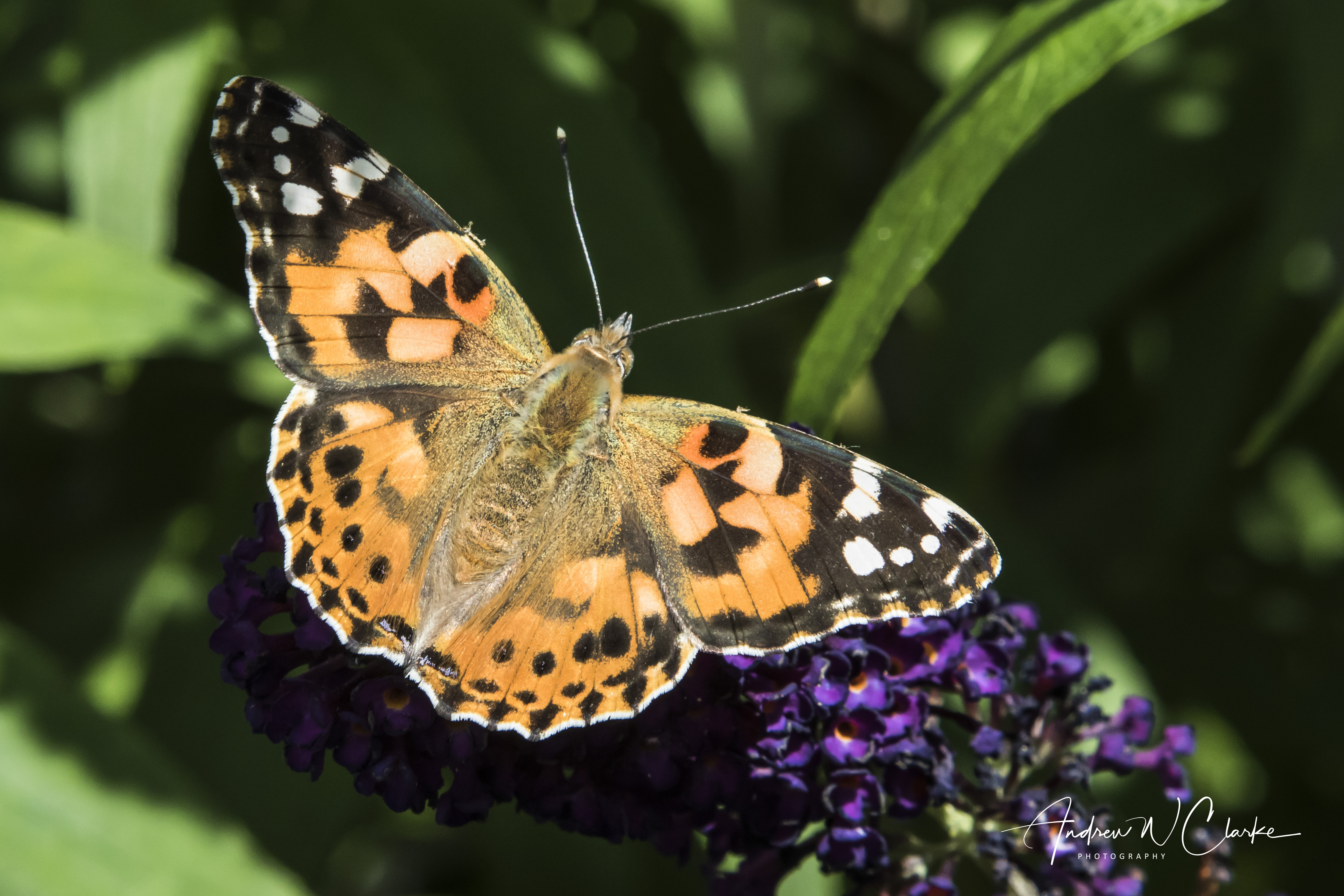 Painted Lady