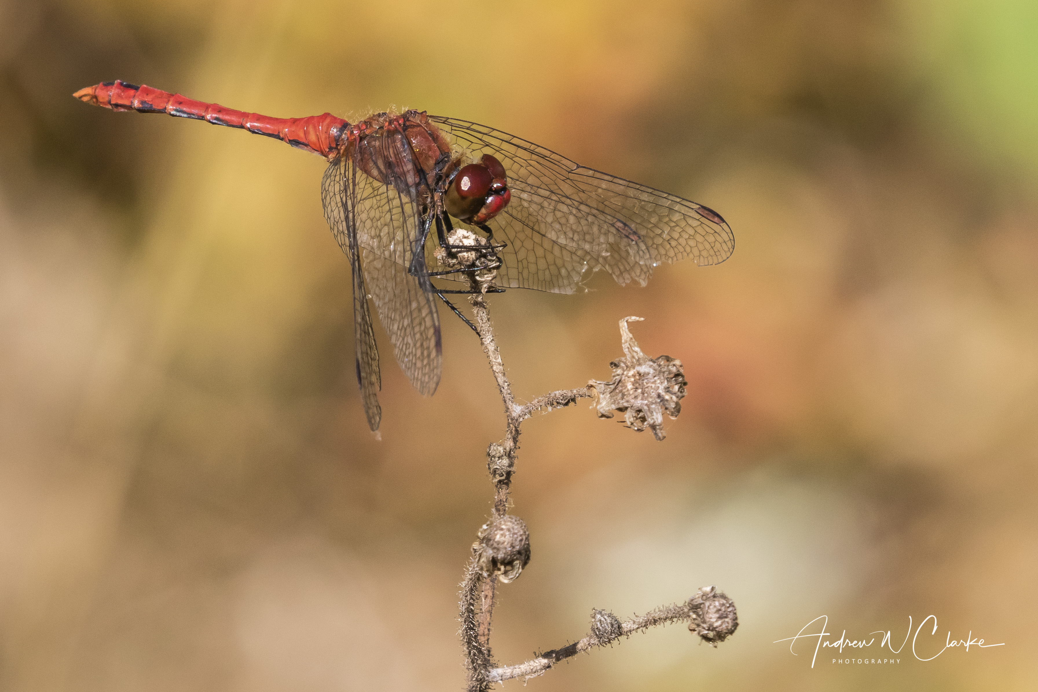Ruddy Darter