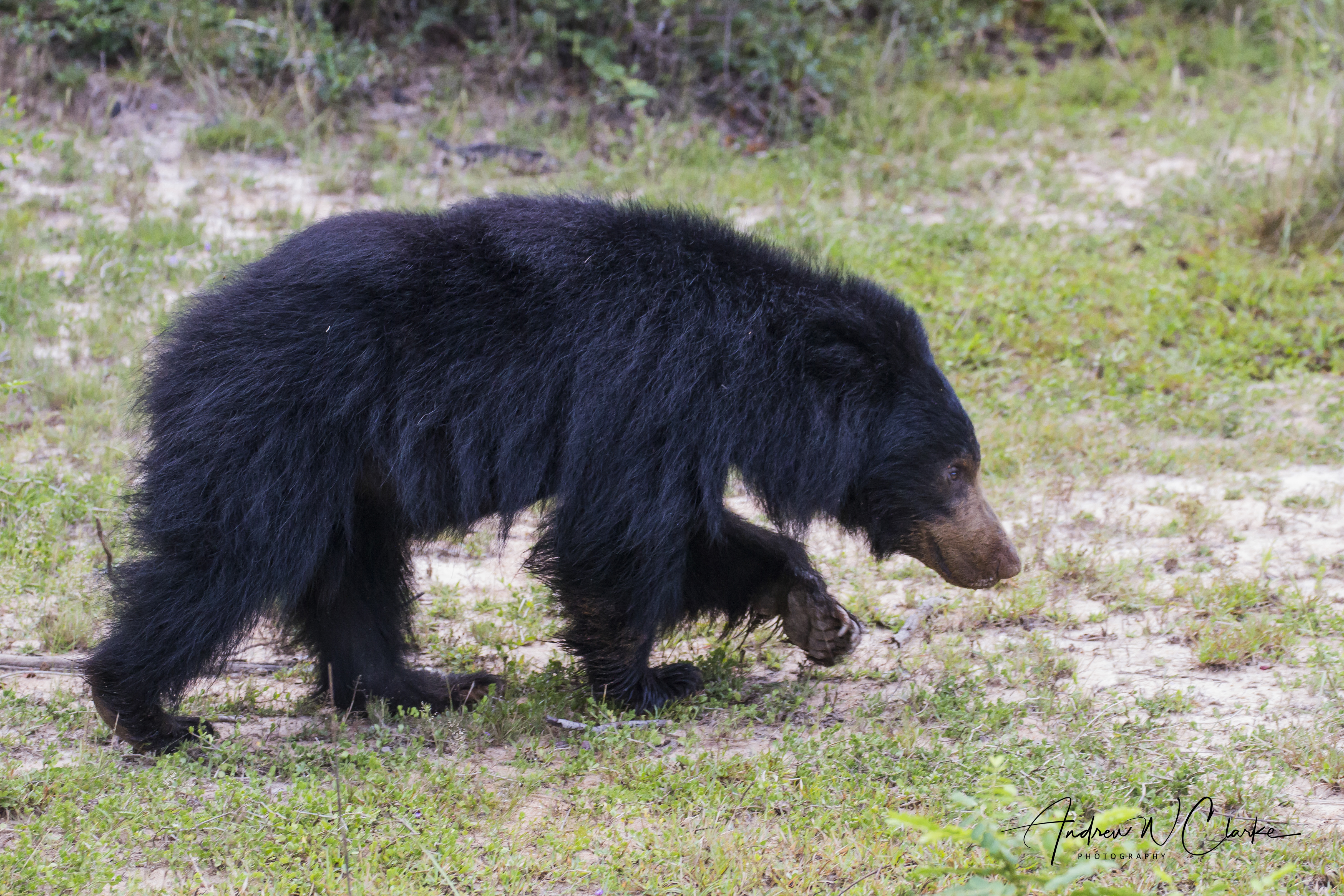 Sloath Bear