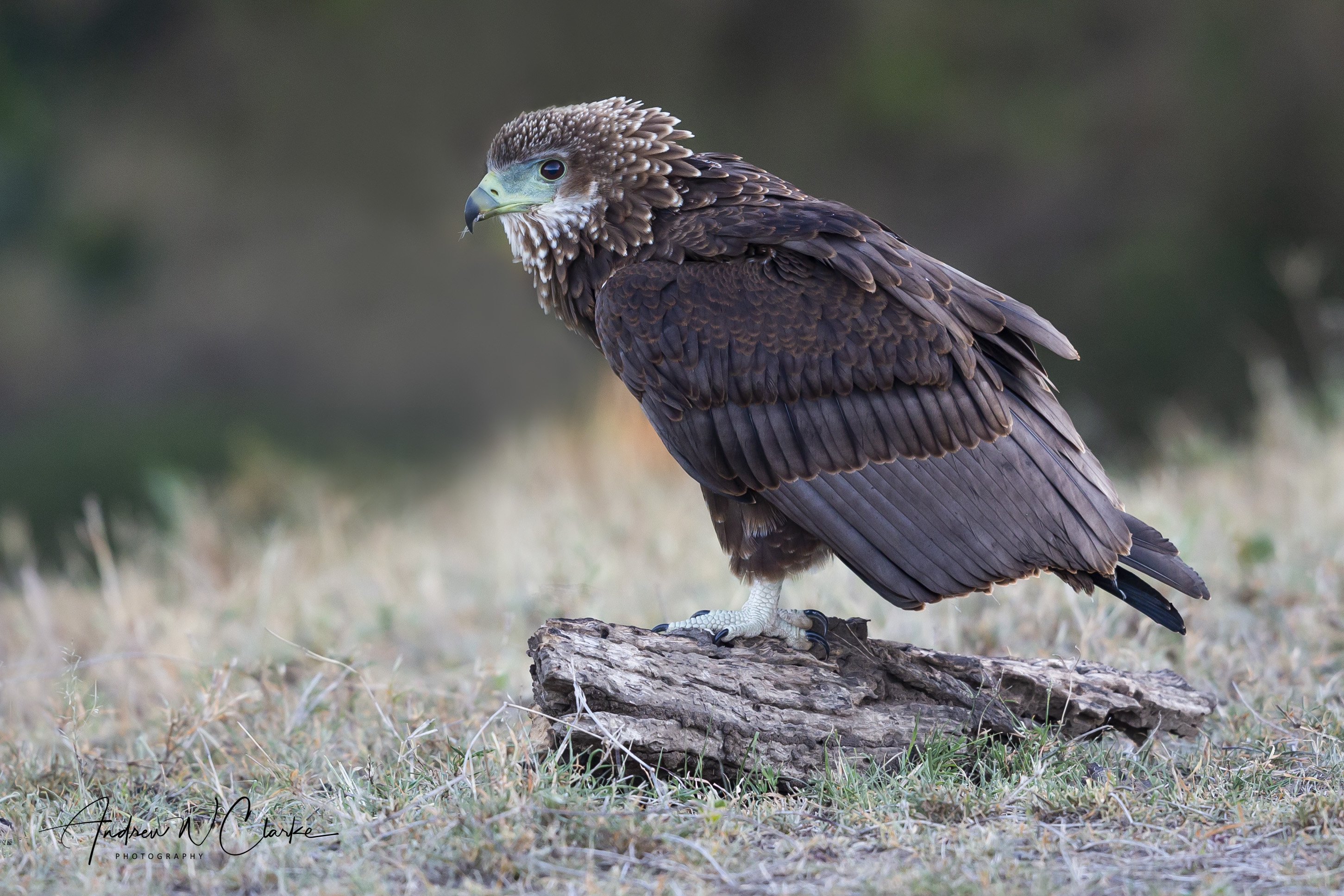 Bateleur