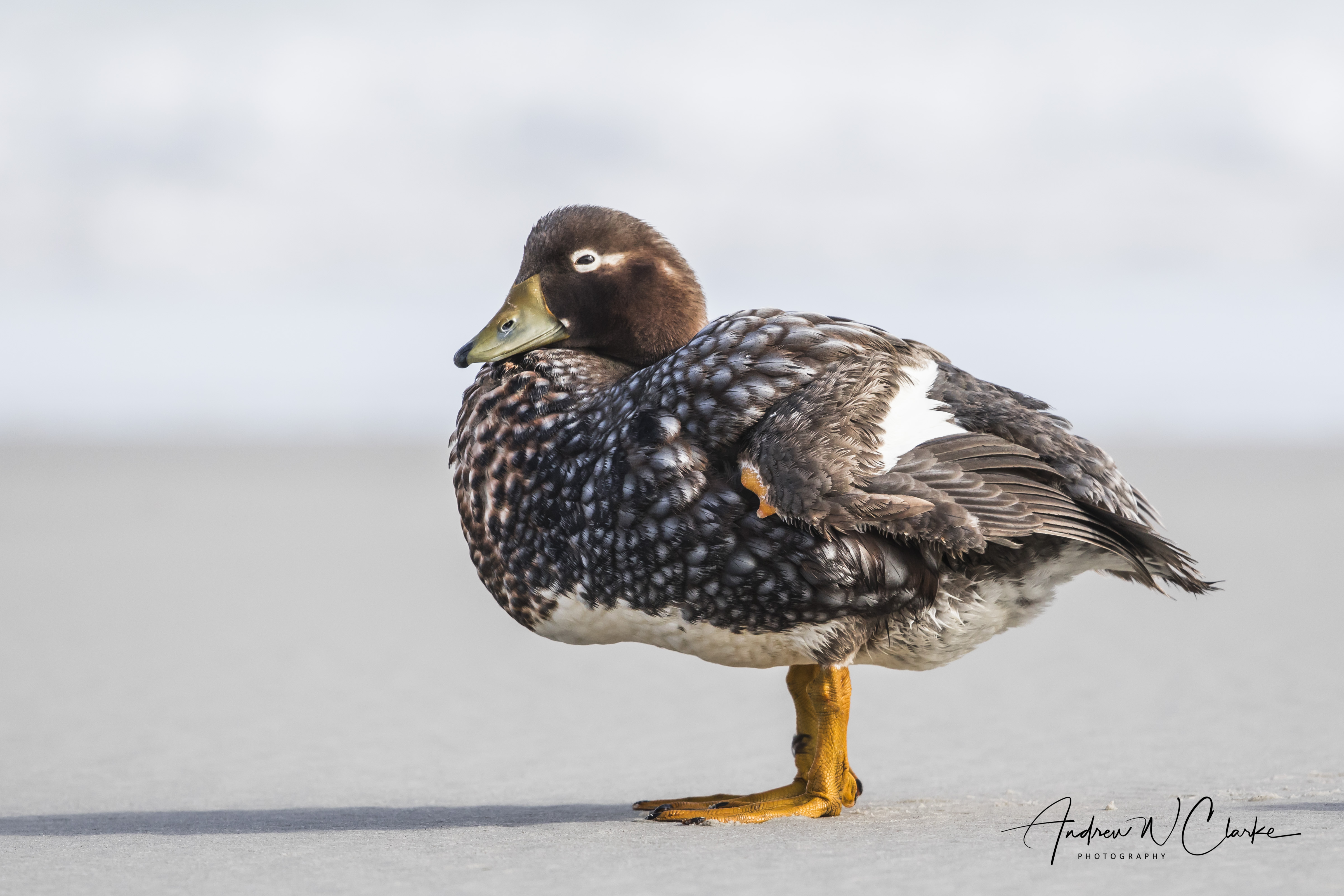 Falkland Steamer Duck