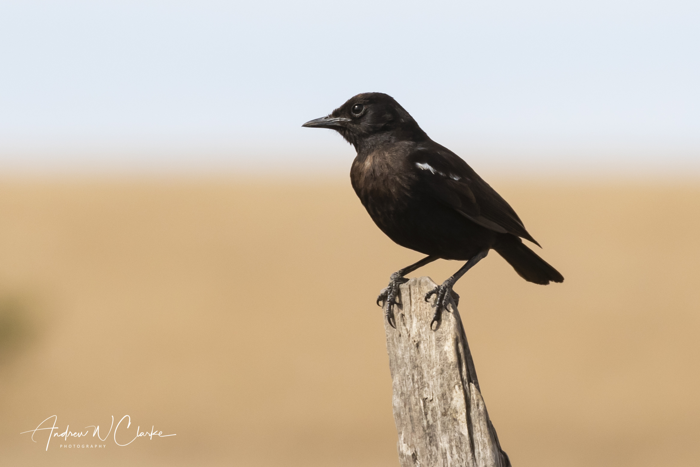 Sooty Chat