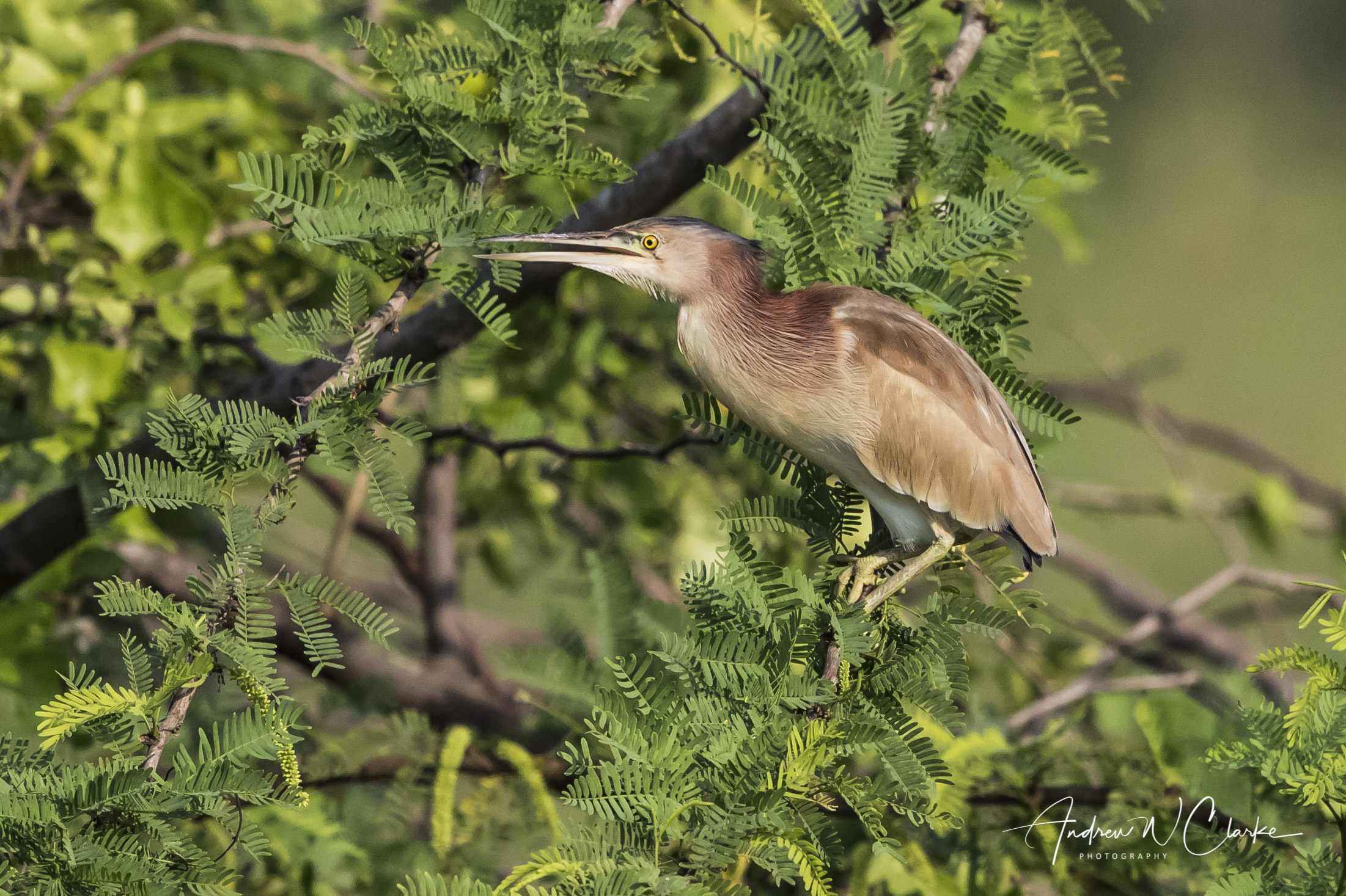 Yellow Bittern
