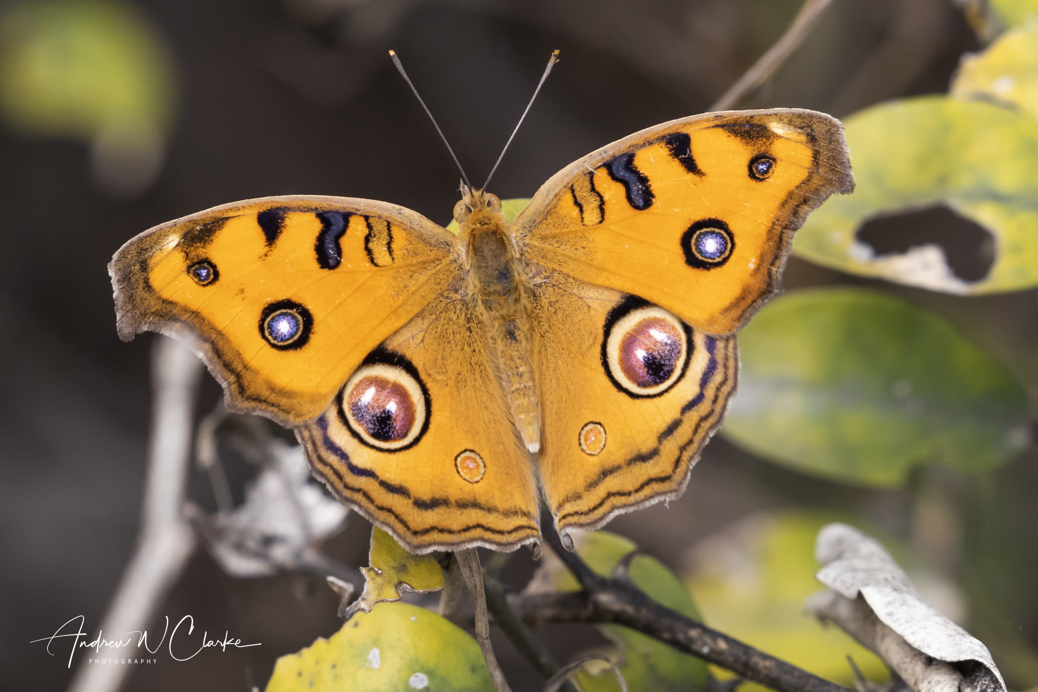 Peacock Pansy