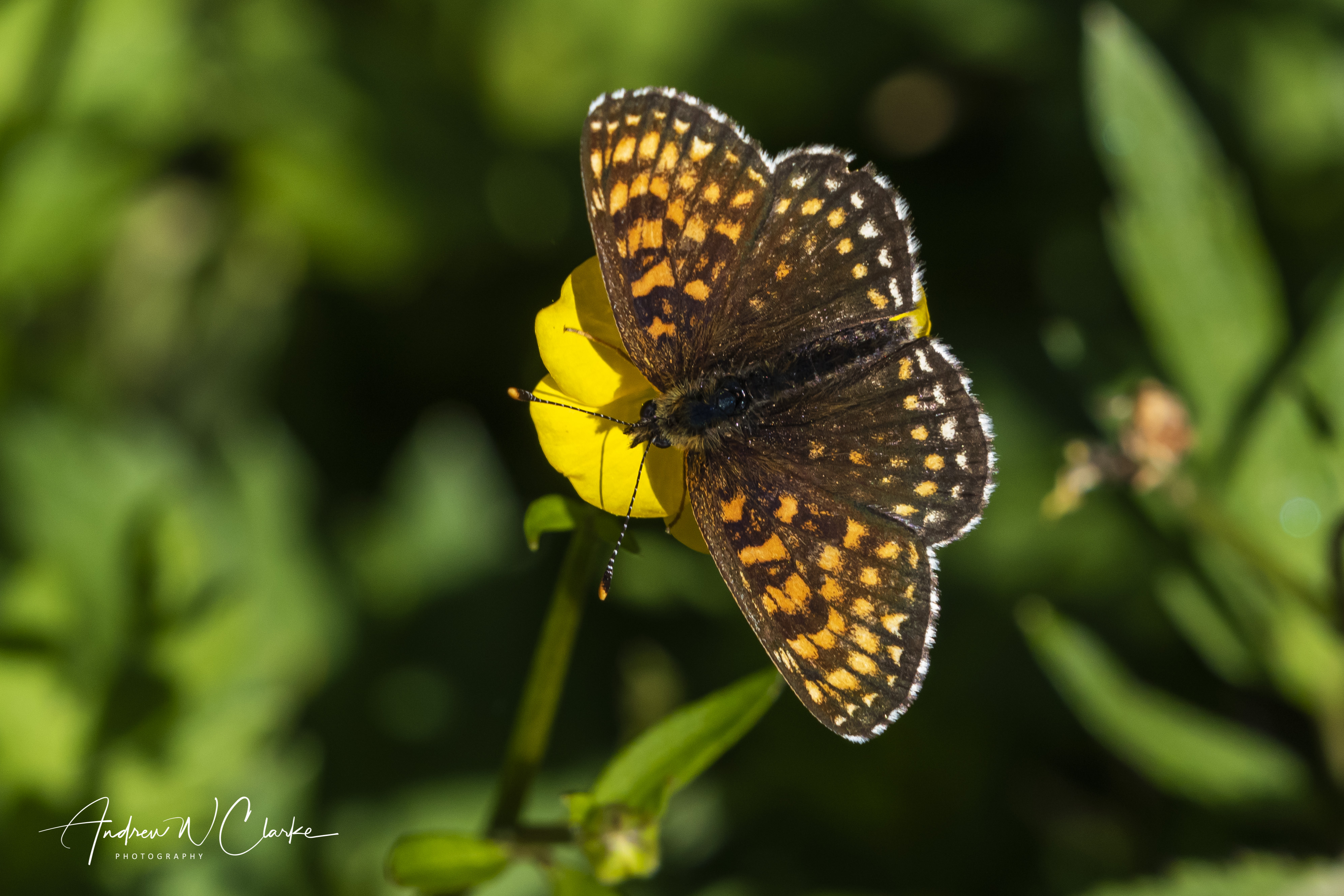 False Heath Fritillary