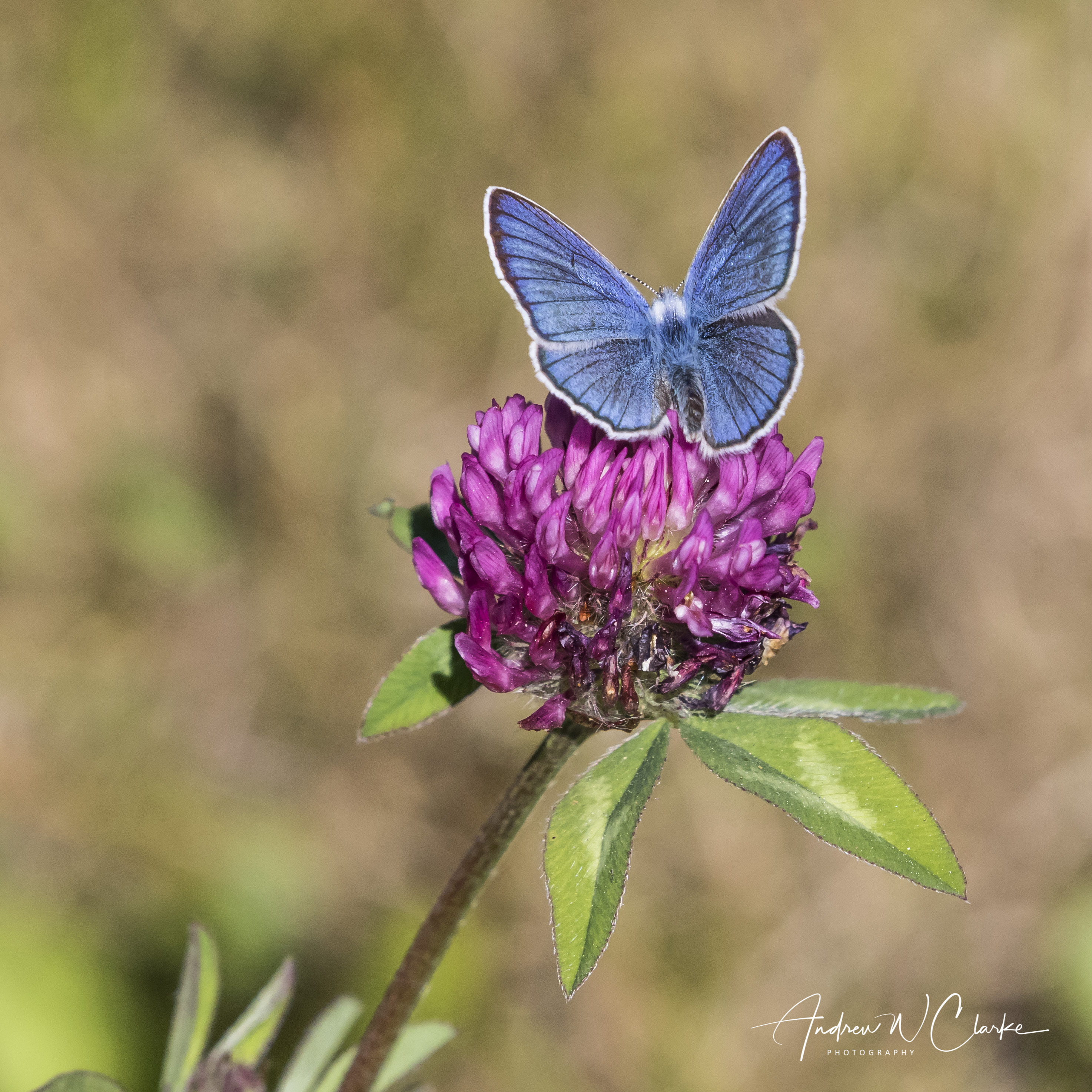 Mazarine Blue