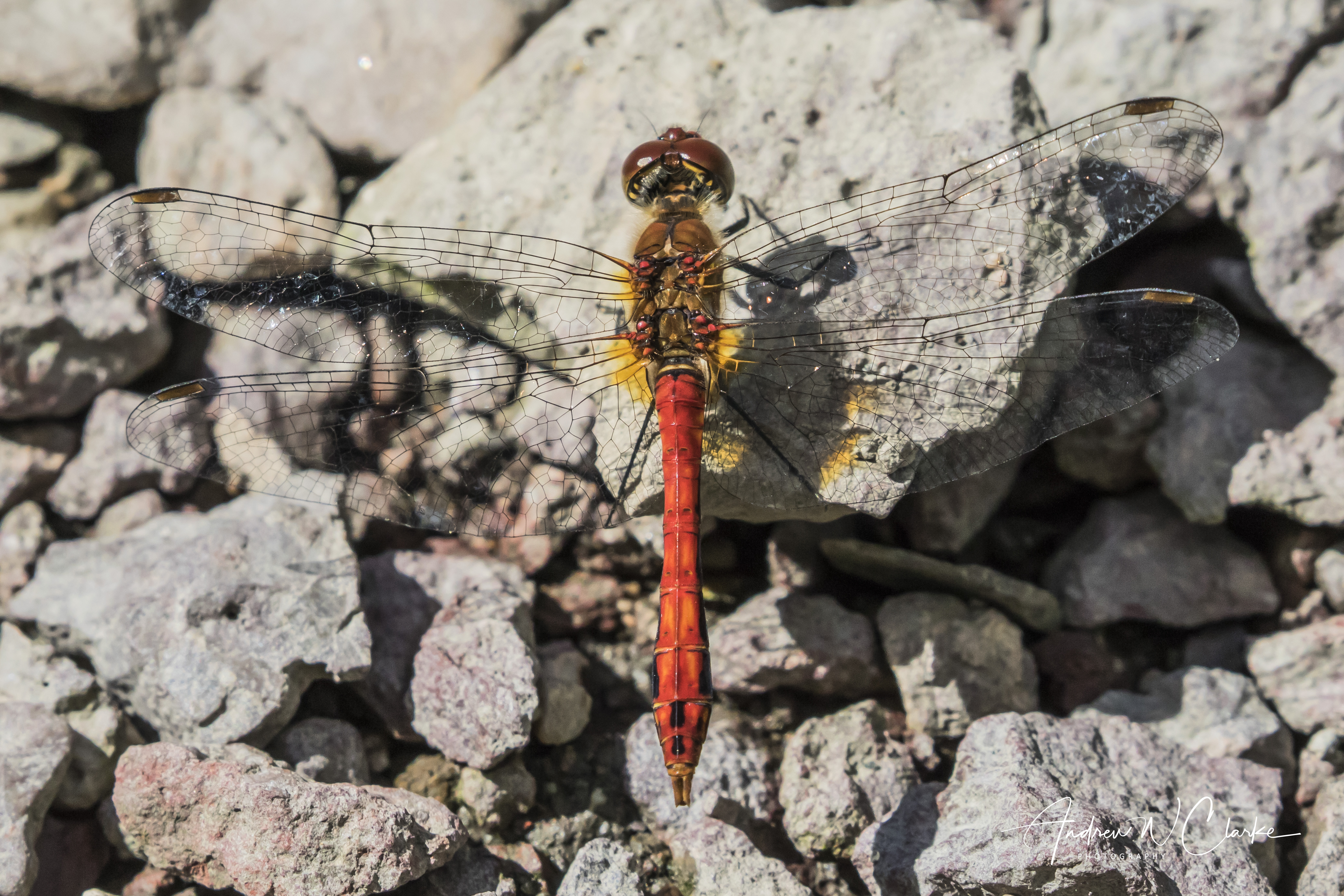 Ruddy Darter