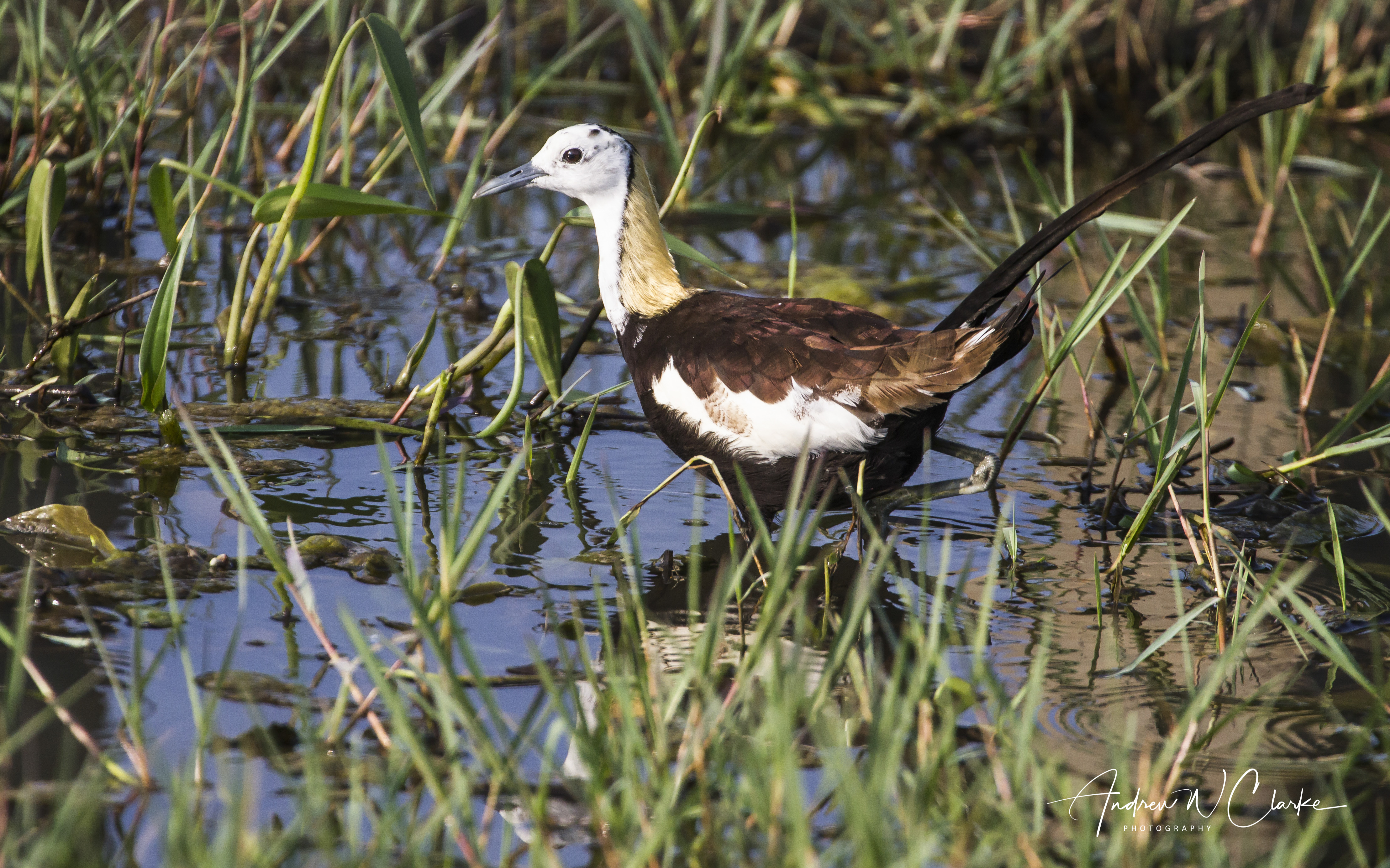 Pheasant-tailed Jacana
