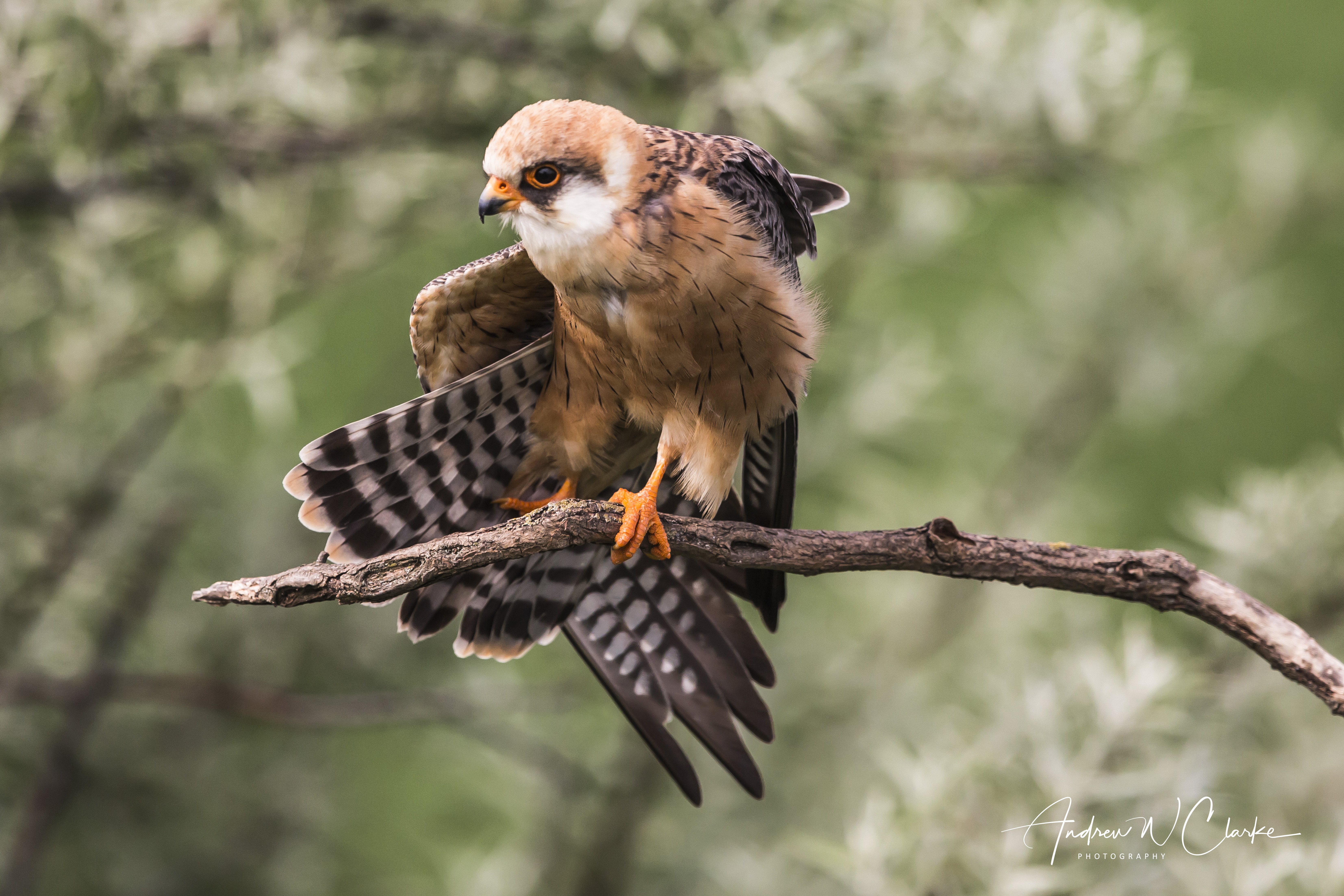 Red-footed Falcon