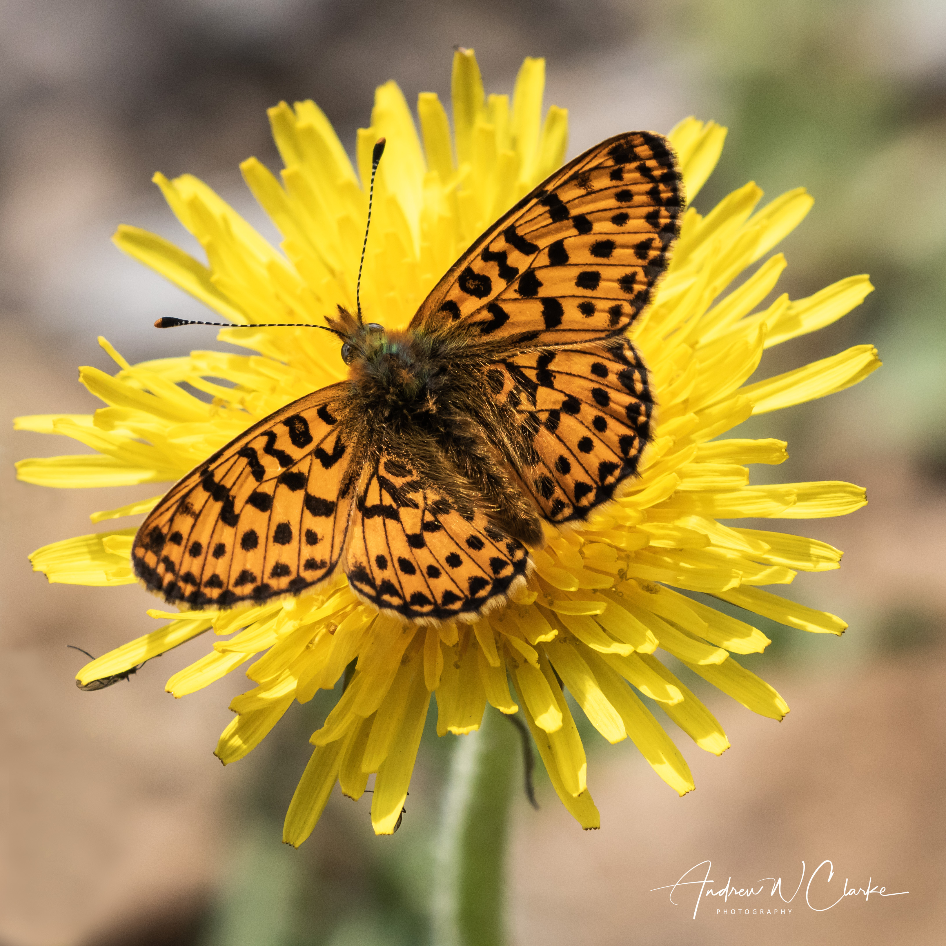 Pearl-bordered Fritillary