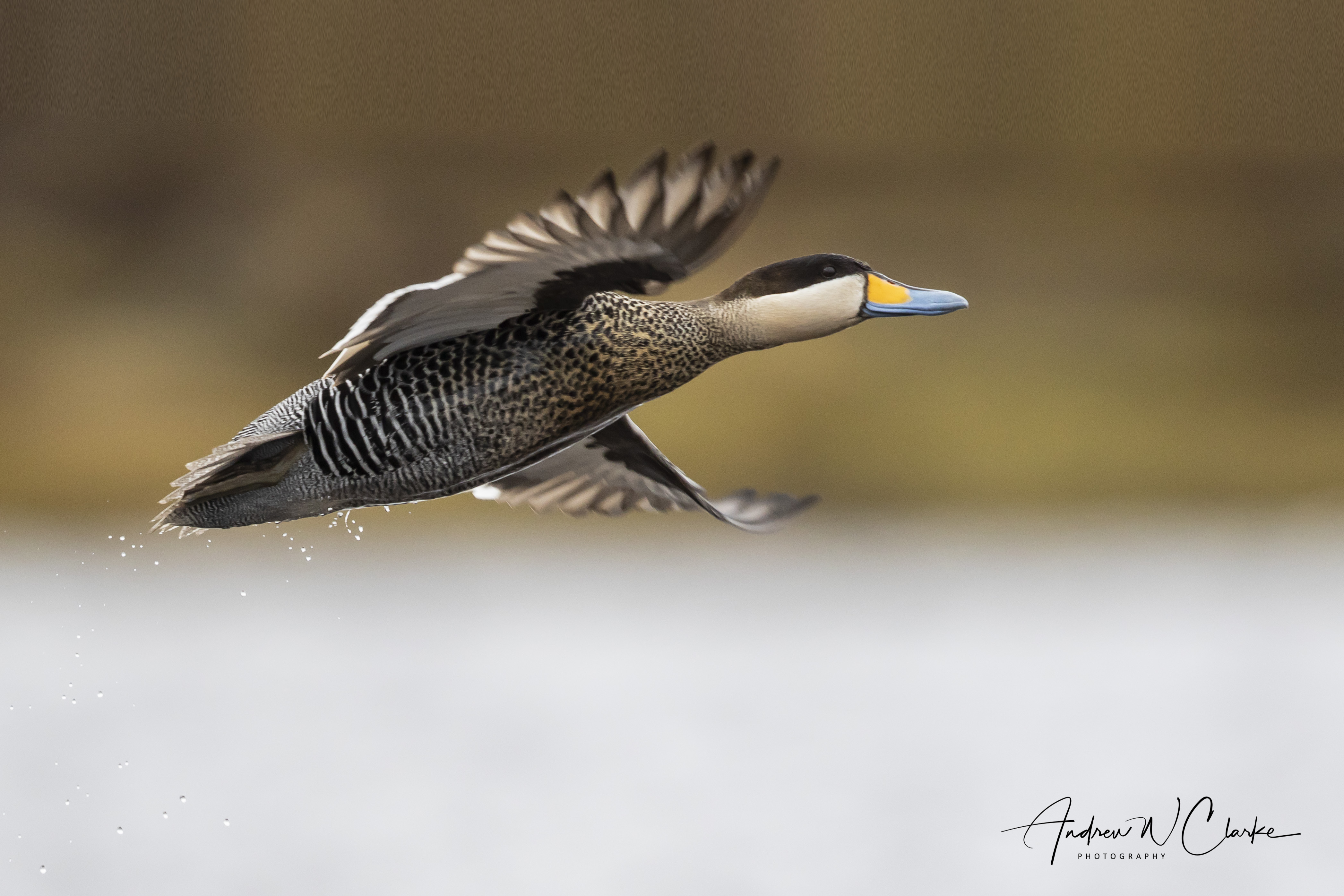 Silver Teal