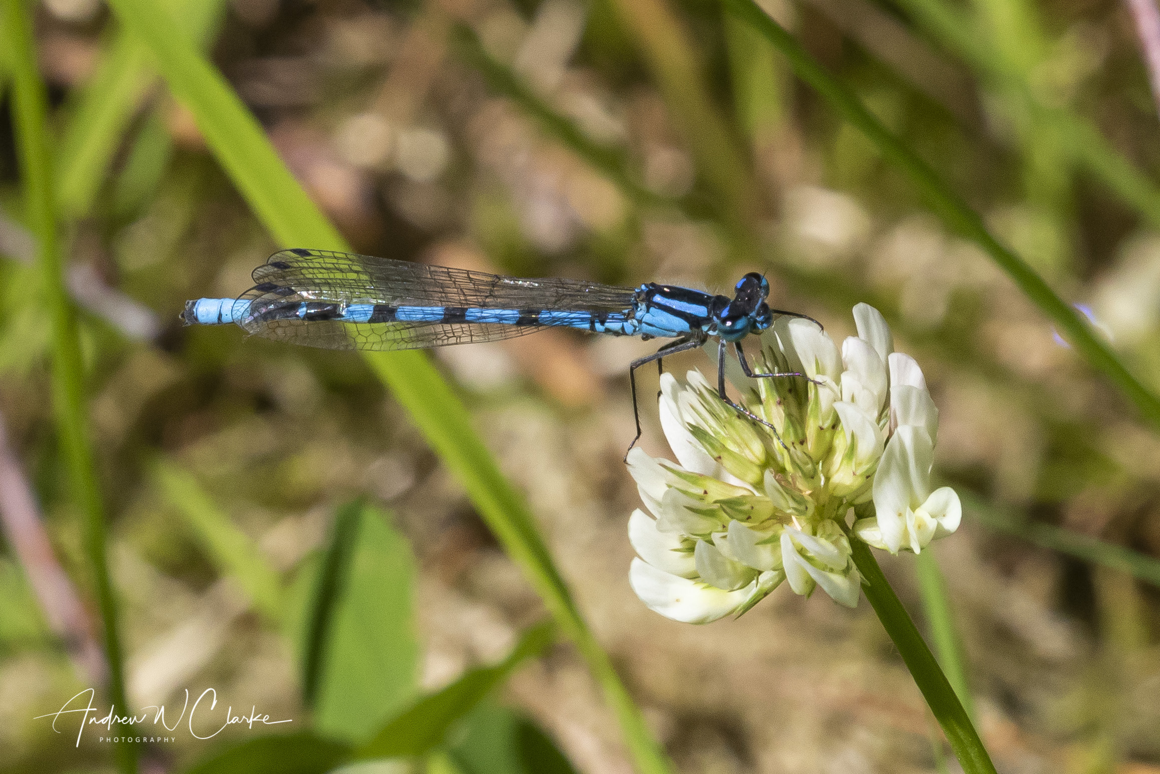 Common Bluet