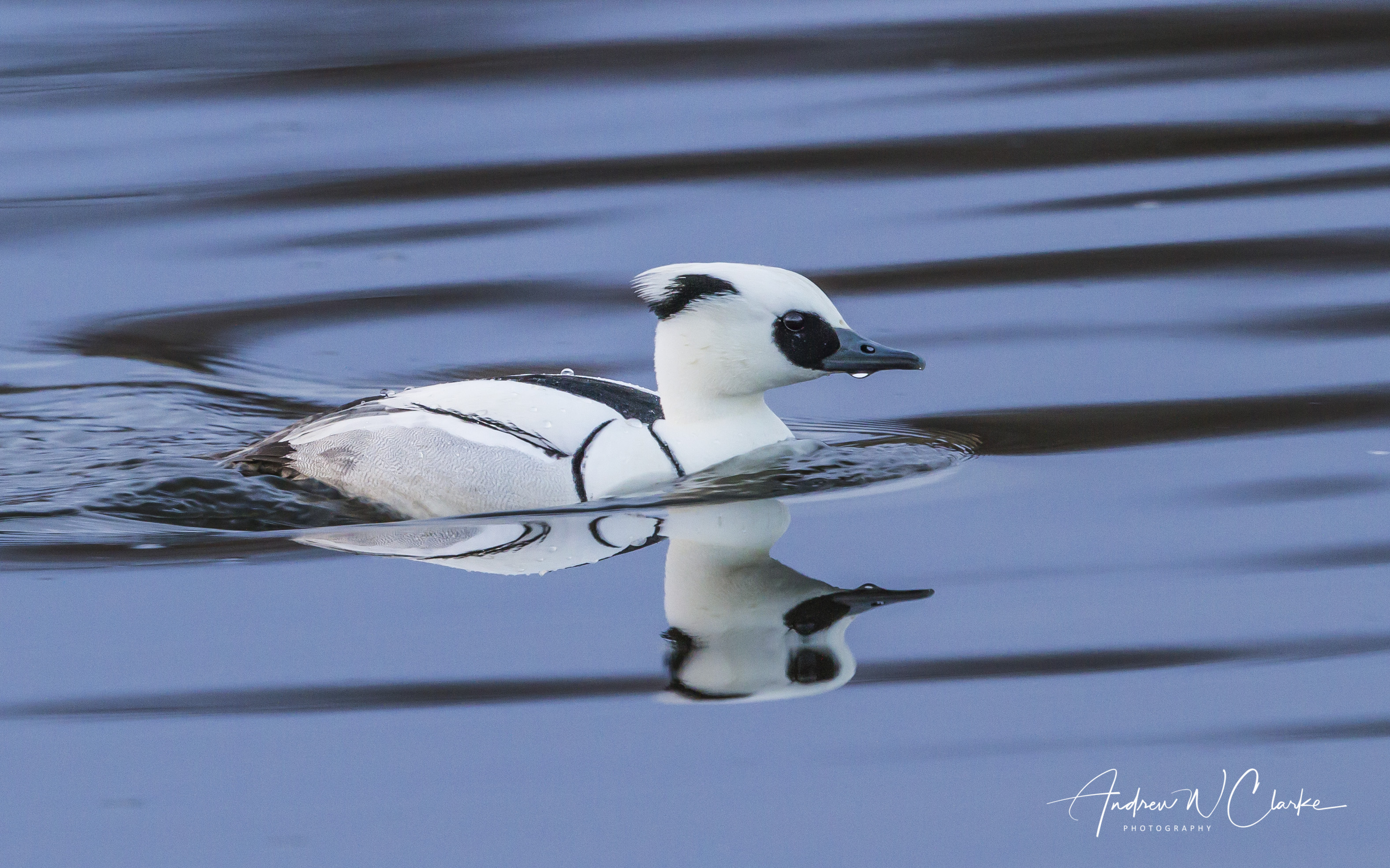 Smew / Lappfiskand