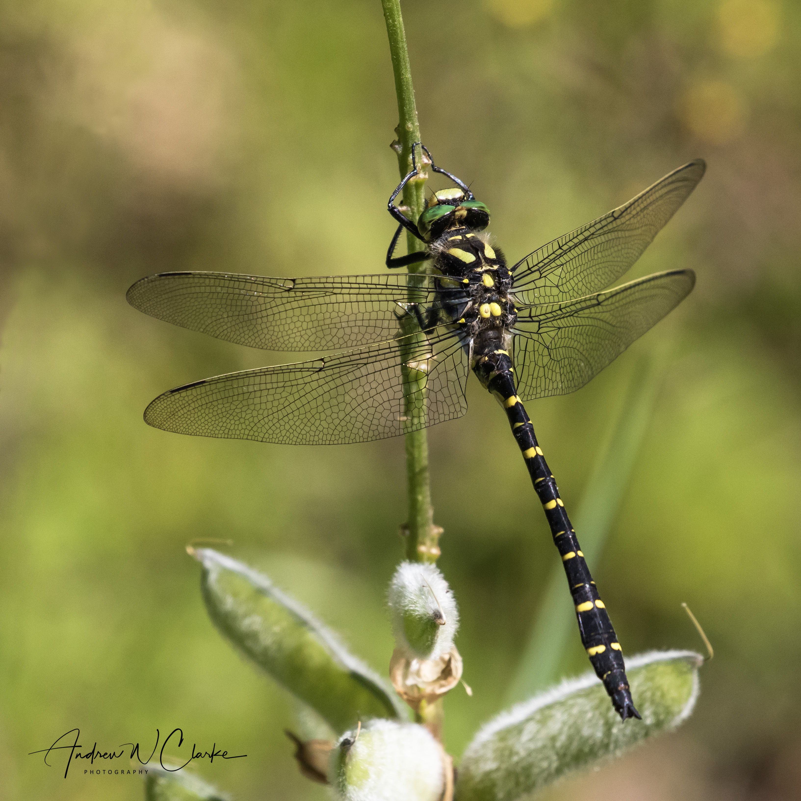 Common Goldenring