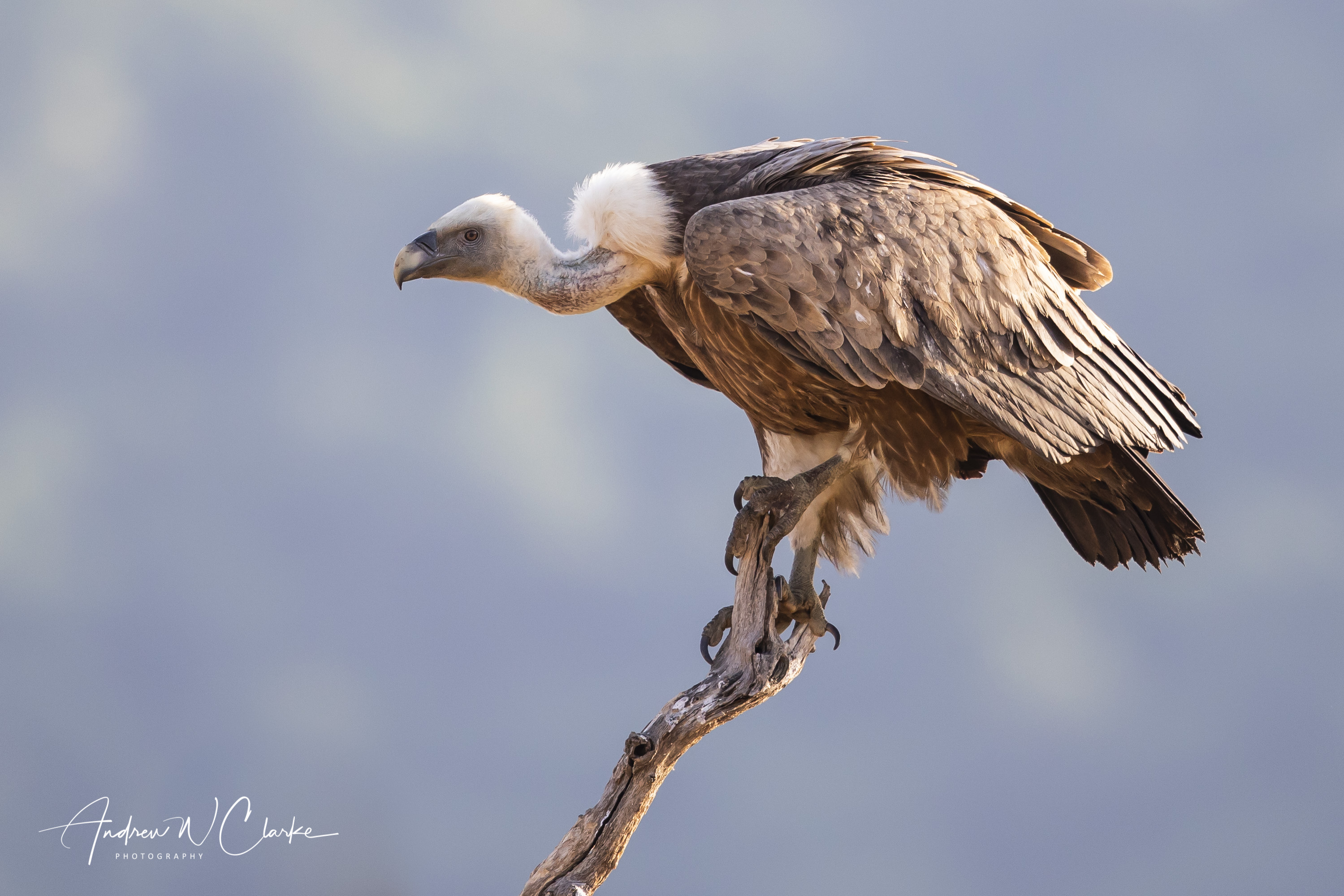Eurasian Griffon