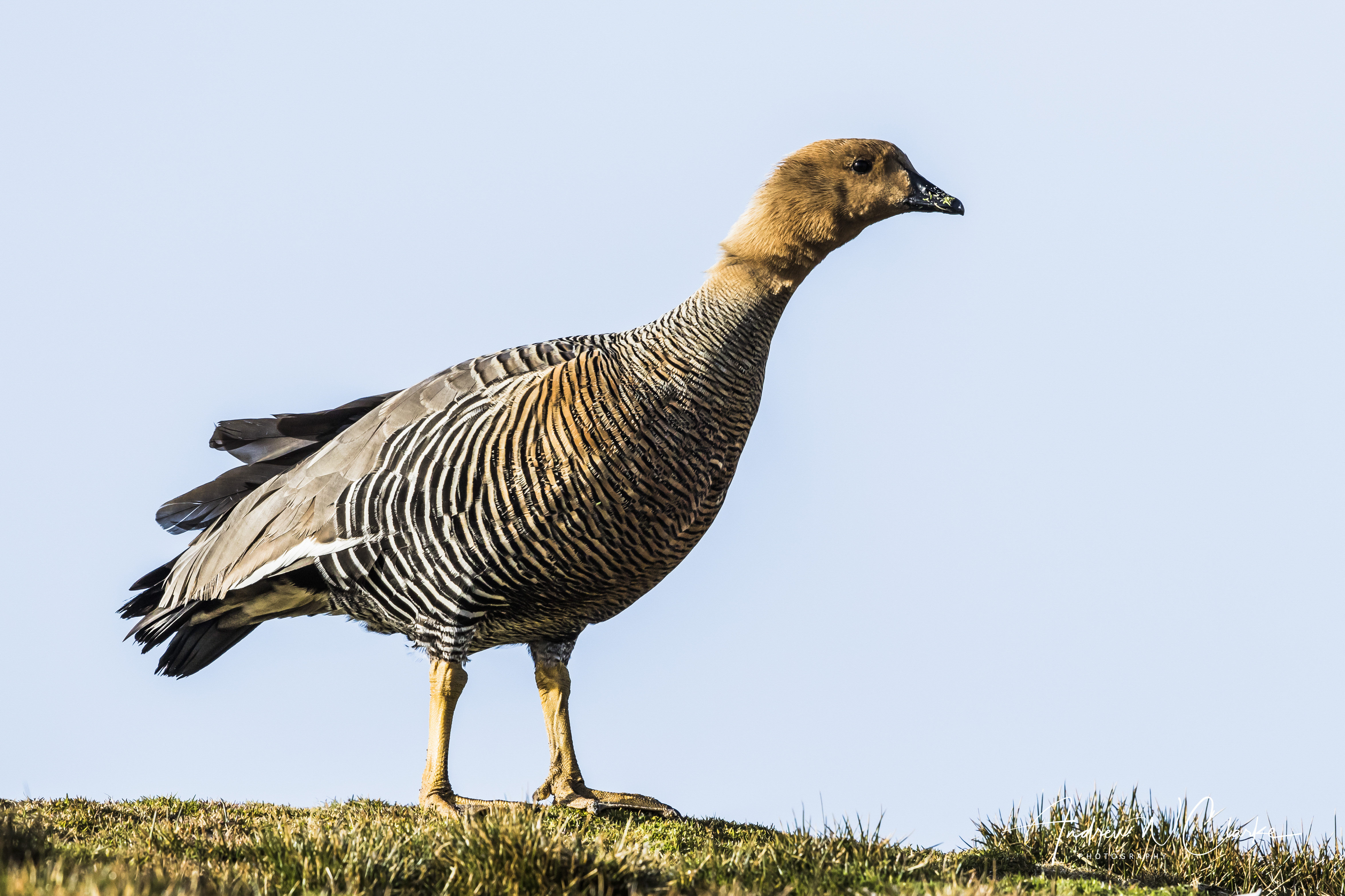 Upland Goose