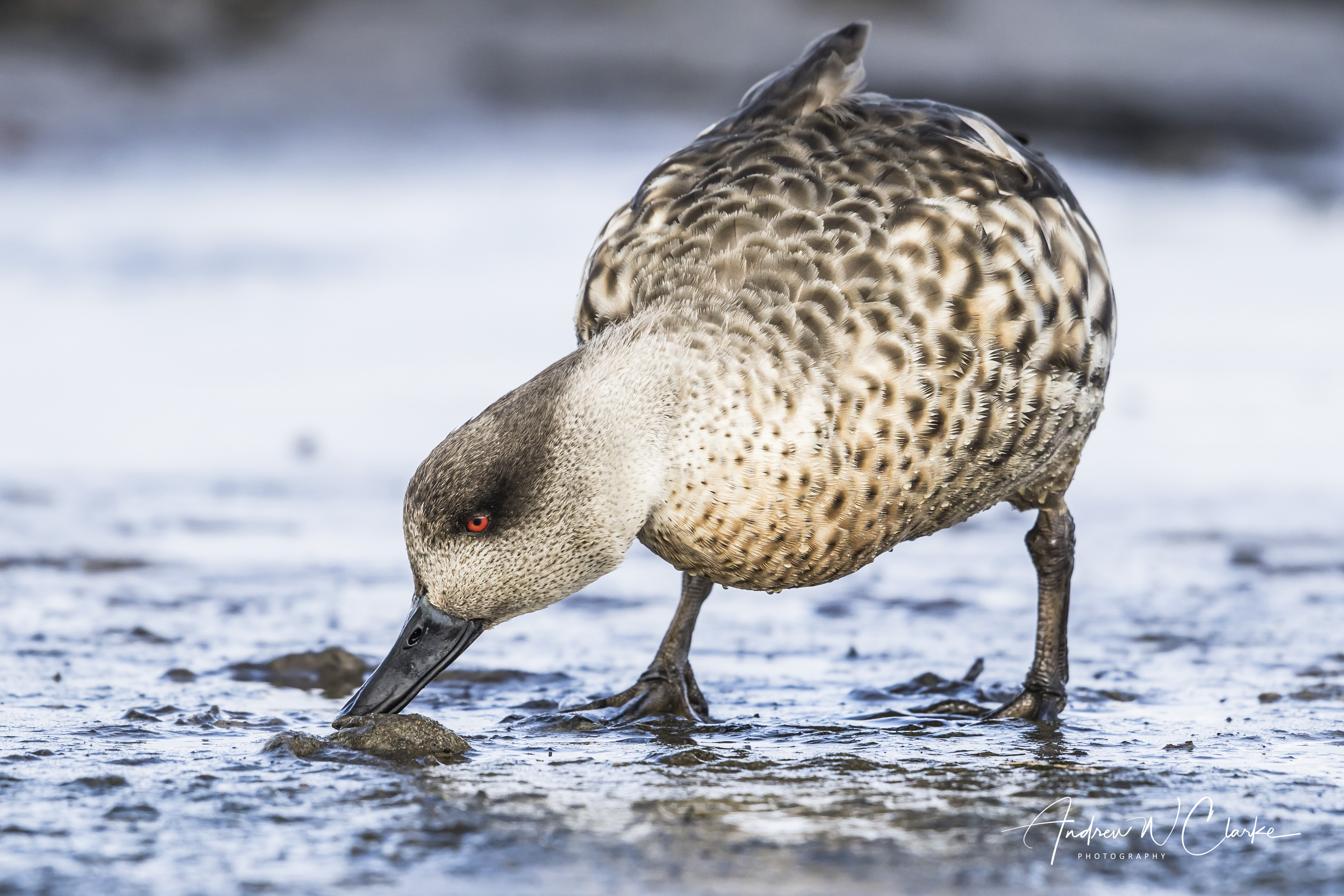 Crested Duck