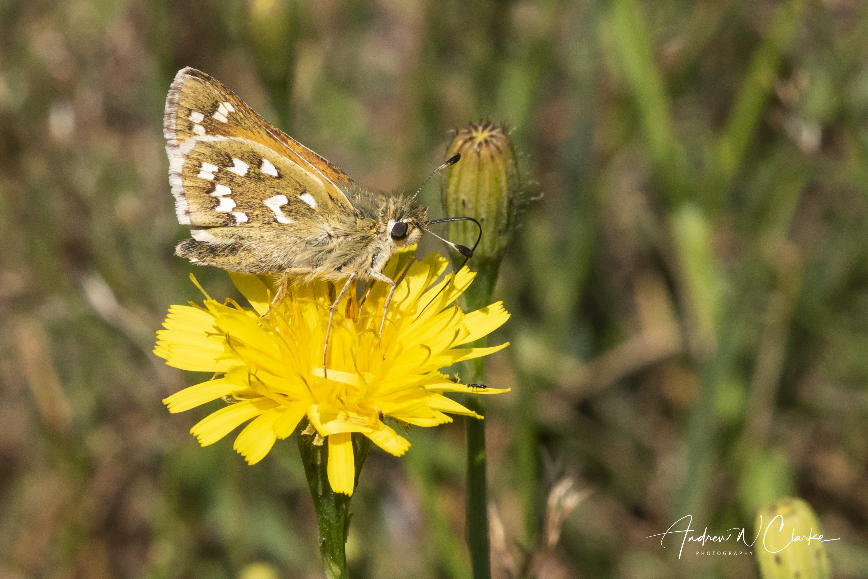 Silver-spotted Skipper