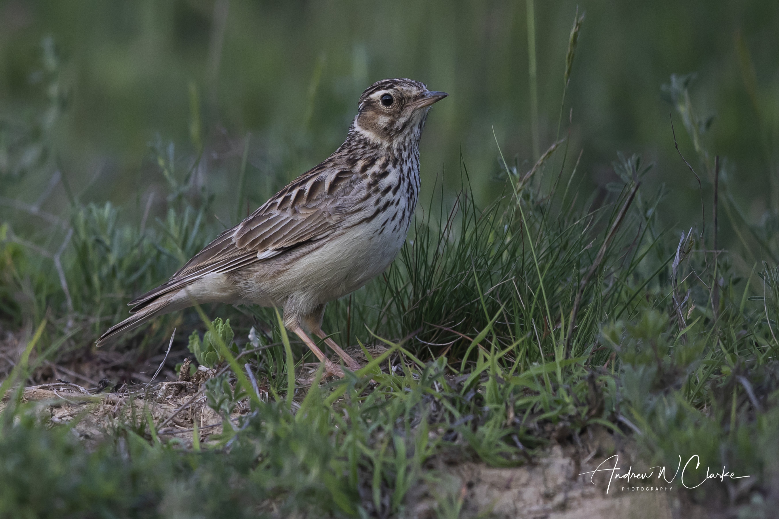 Wood Lark