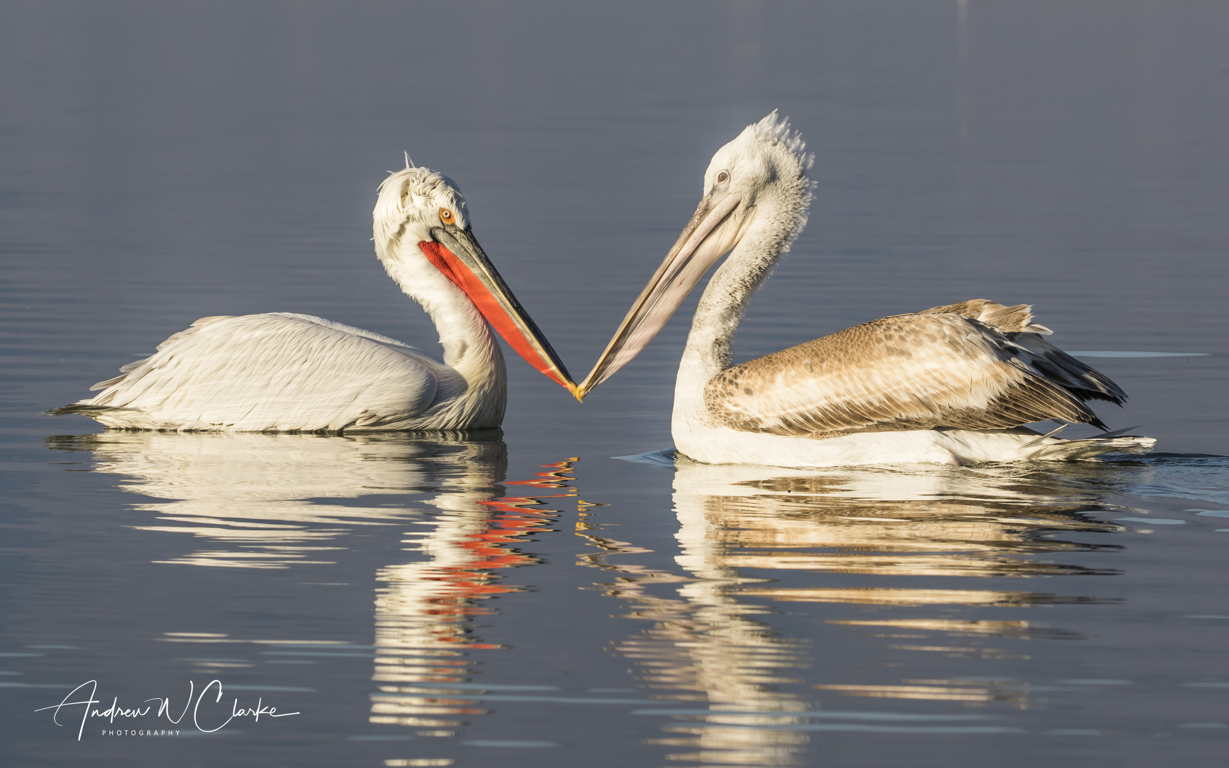 Dalmatian Pelican