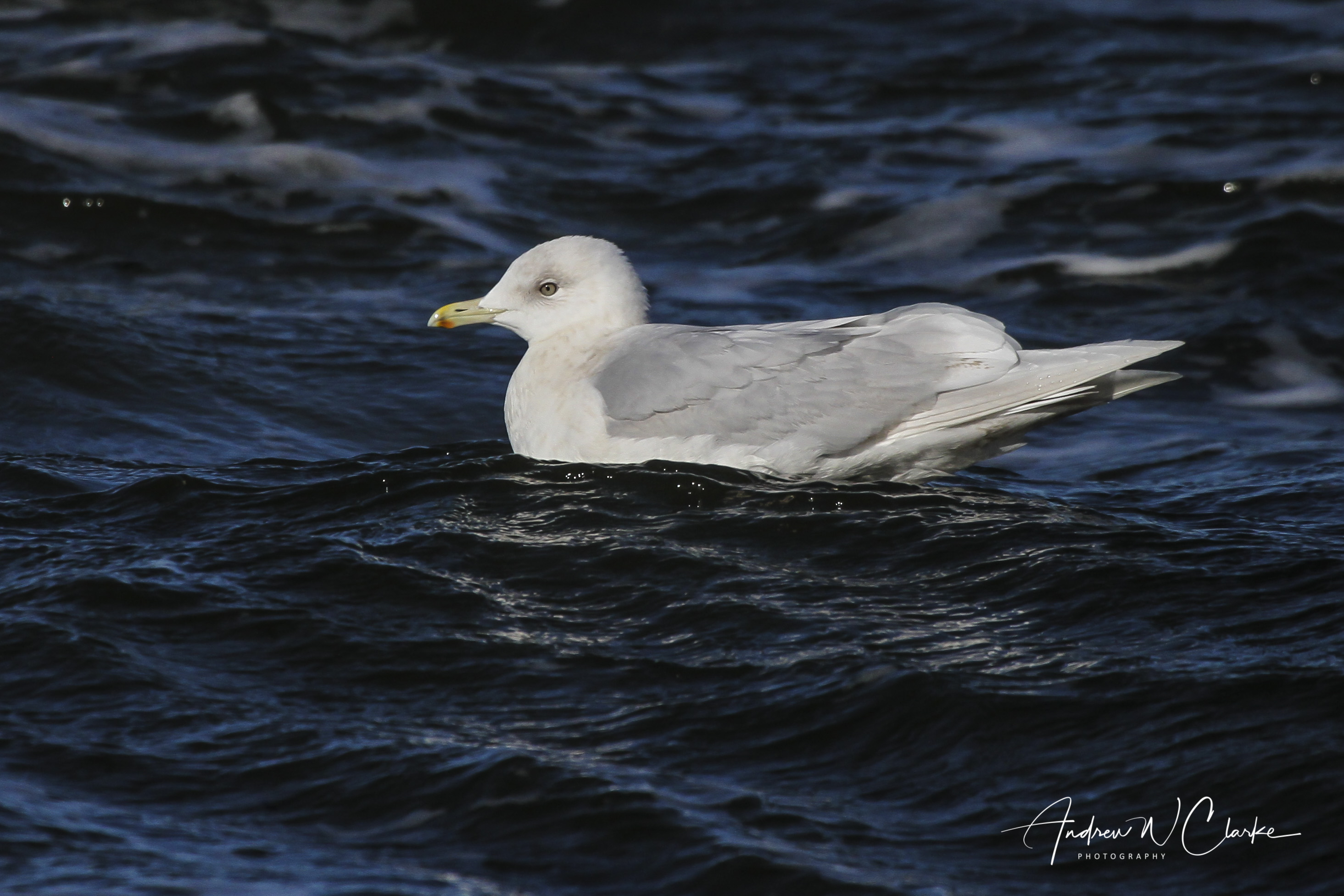 Iceland Gull / Grønnlandsmåke