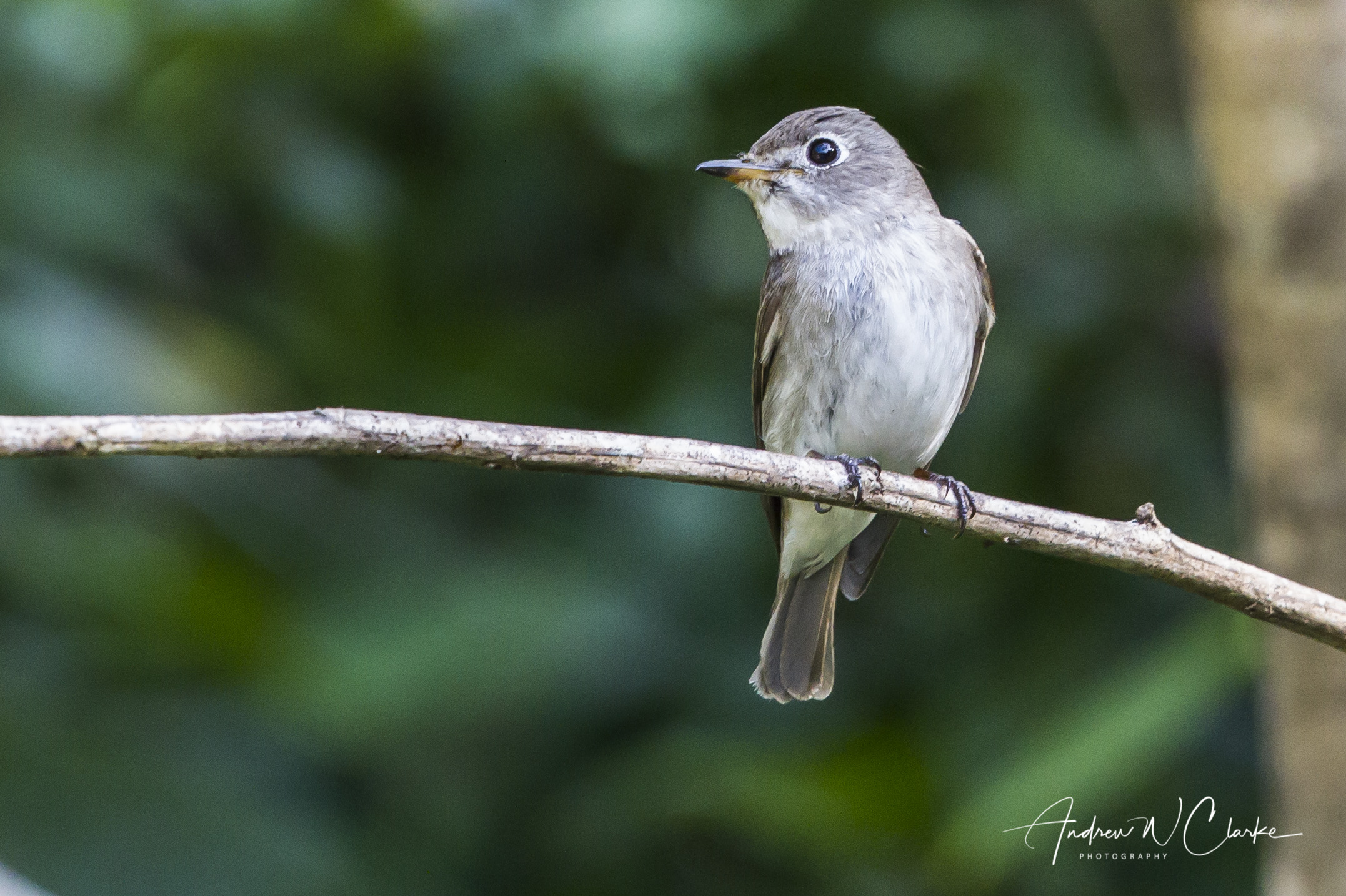 Asian Brown Flycatcher