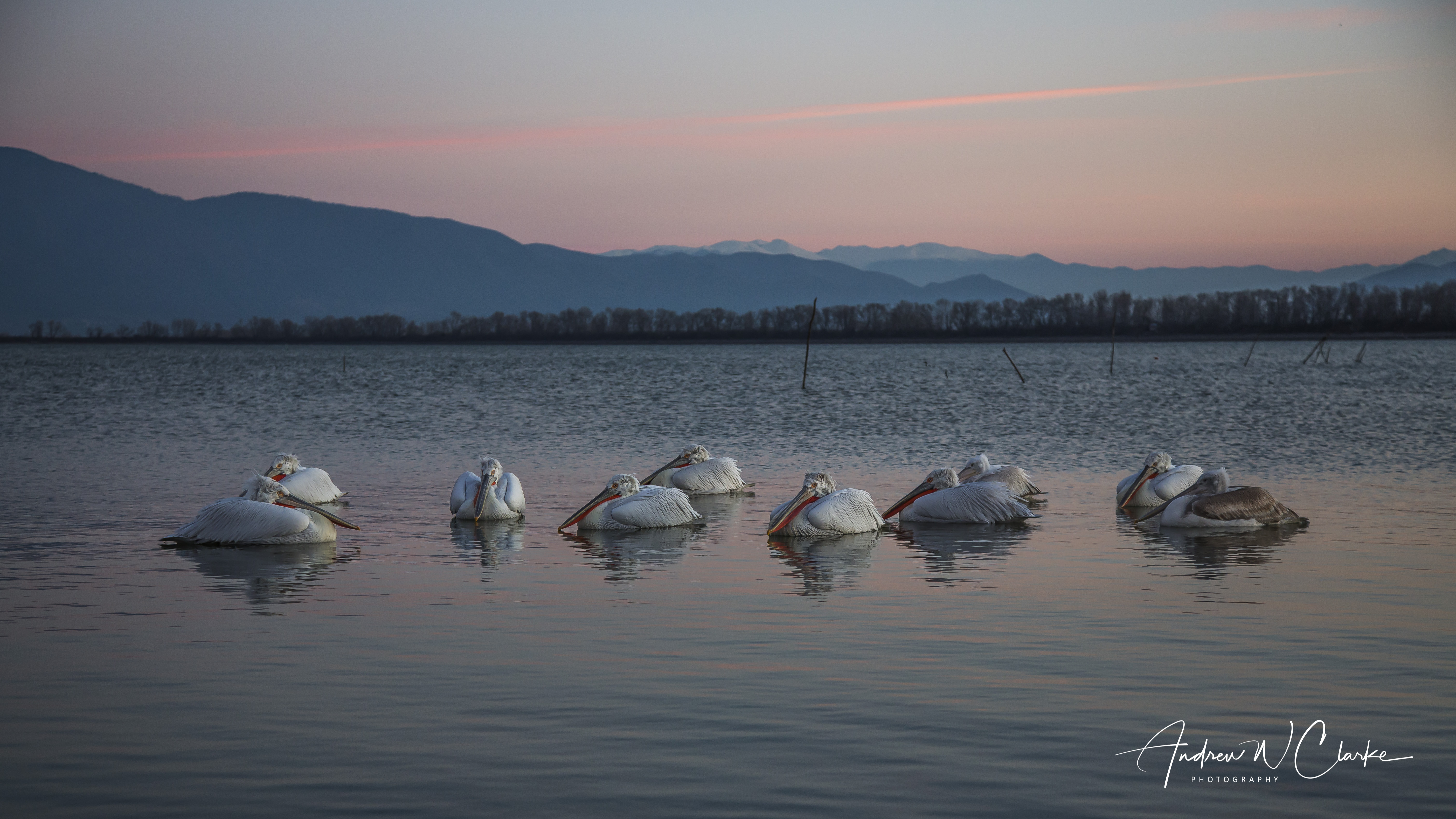 Dalmatian Pelican