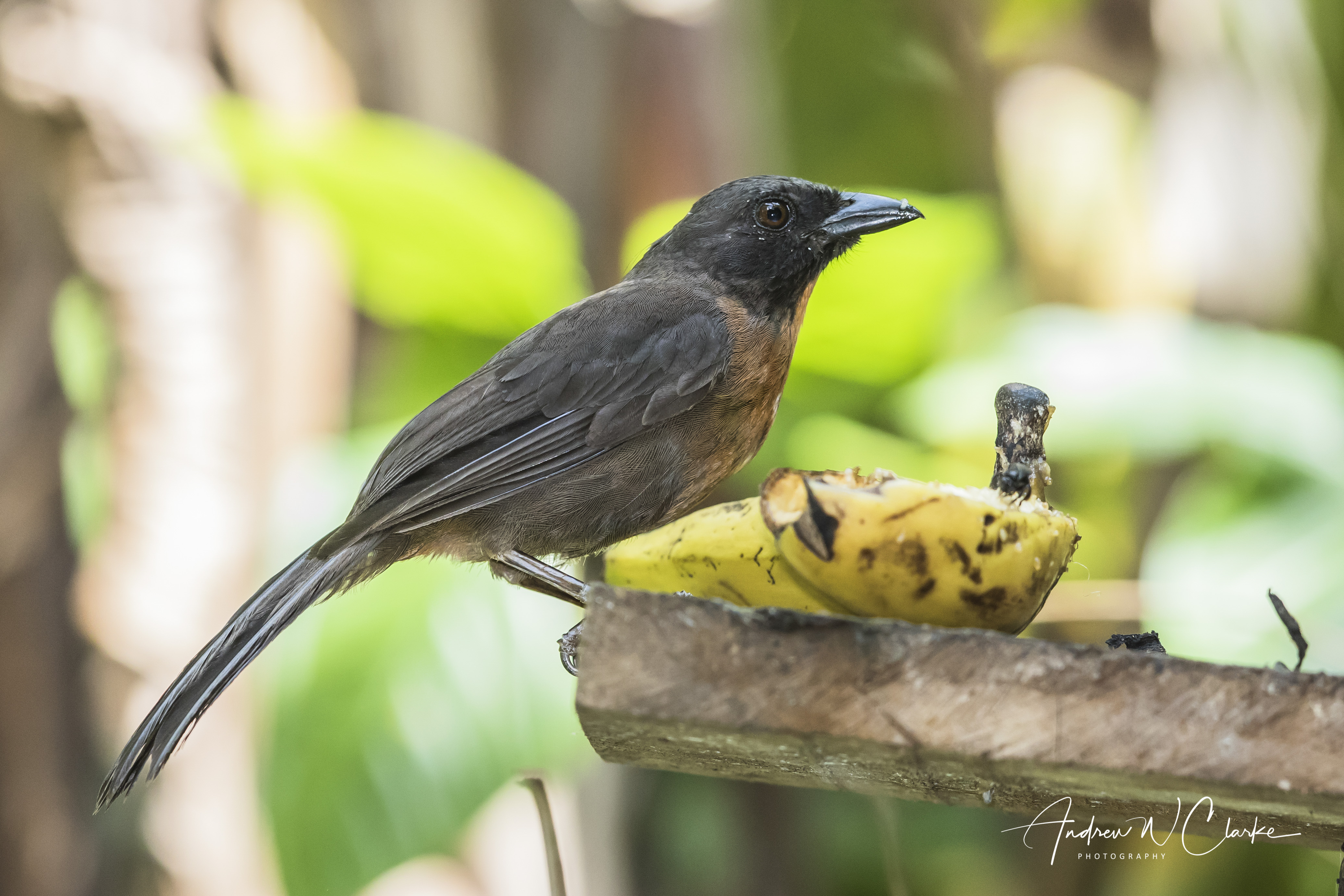 Black-cheeked Ant-Tanager