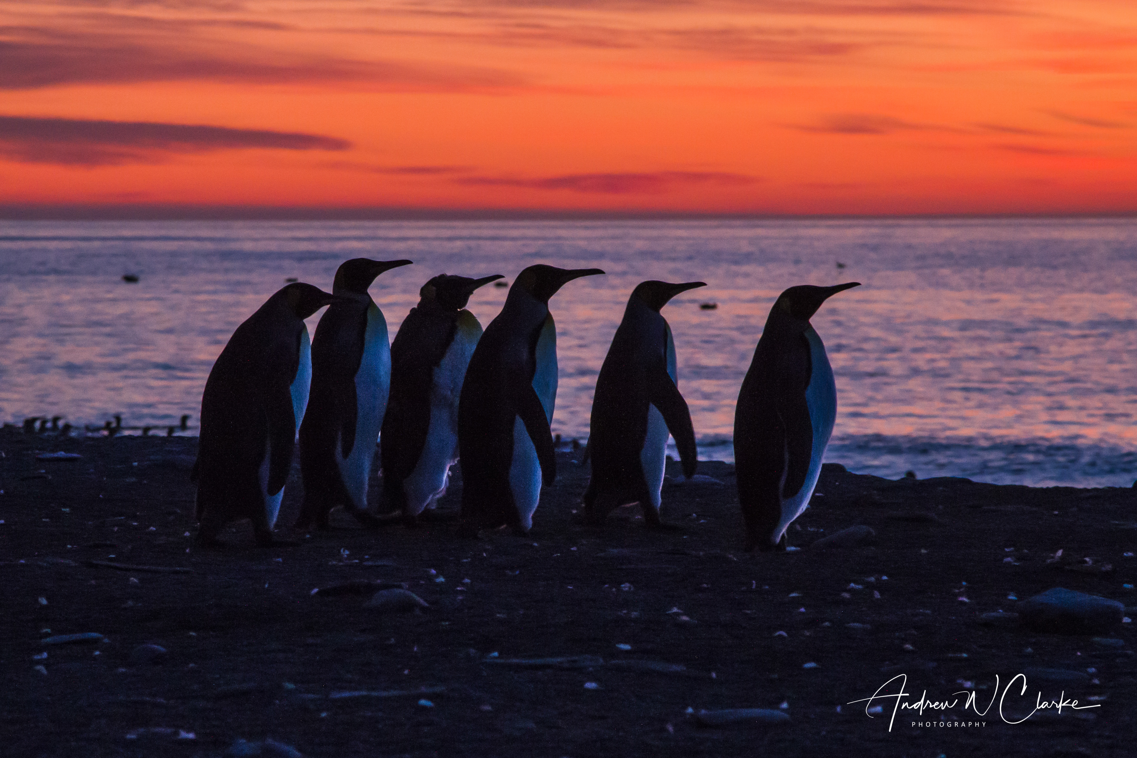 King Penguin