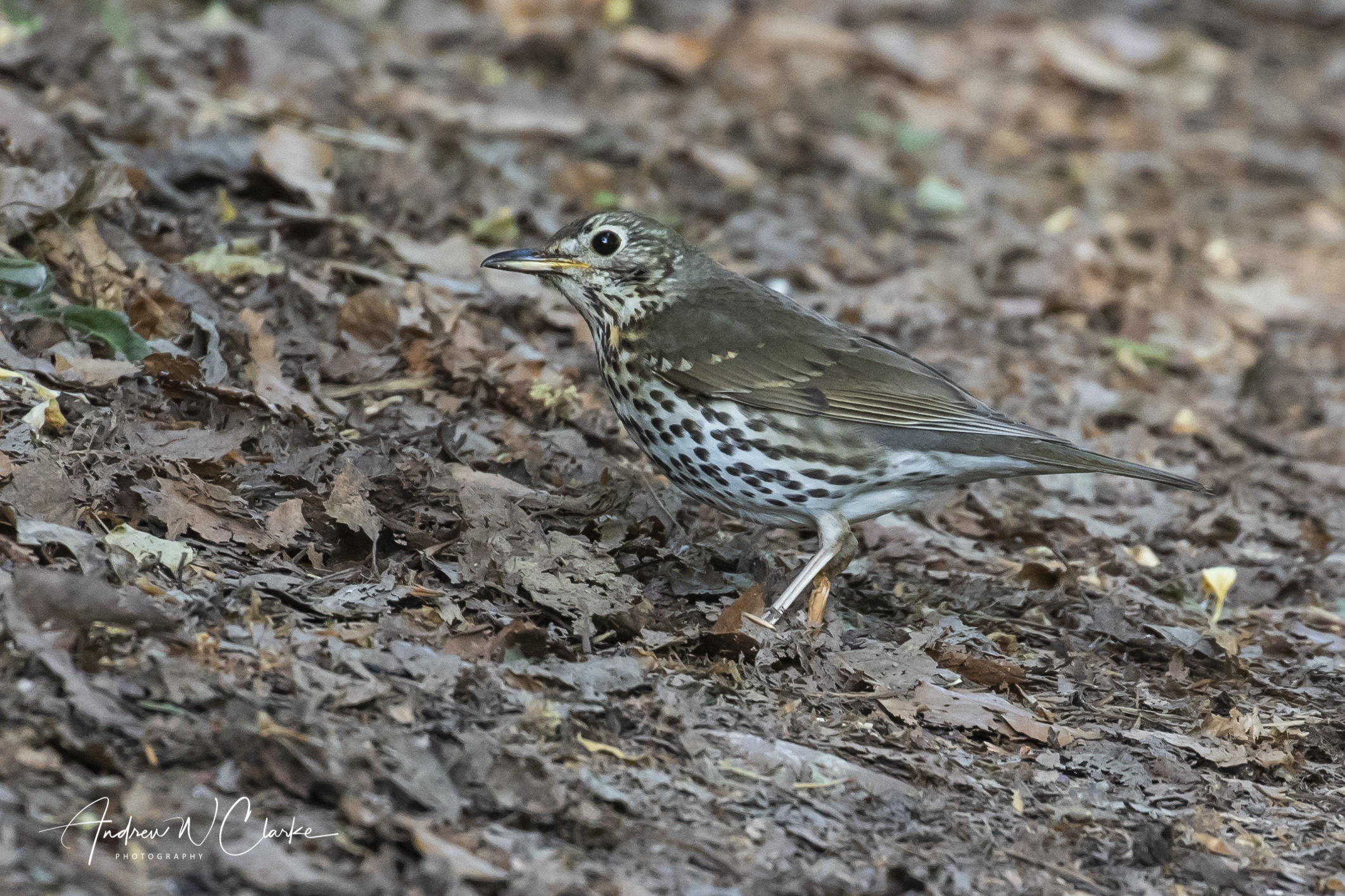 Song Thrush / Måltrost