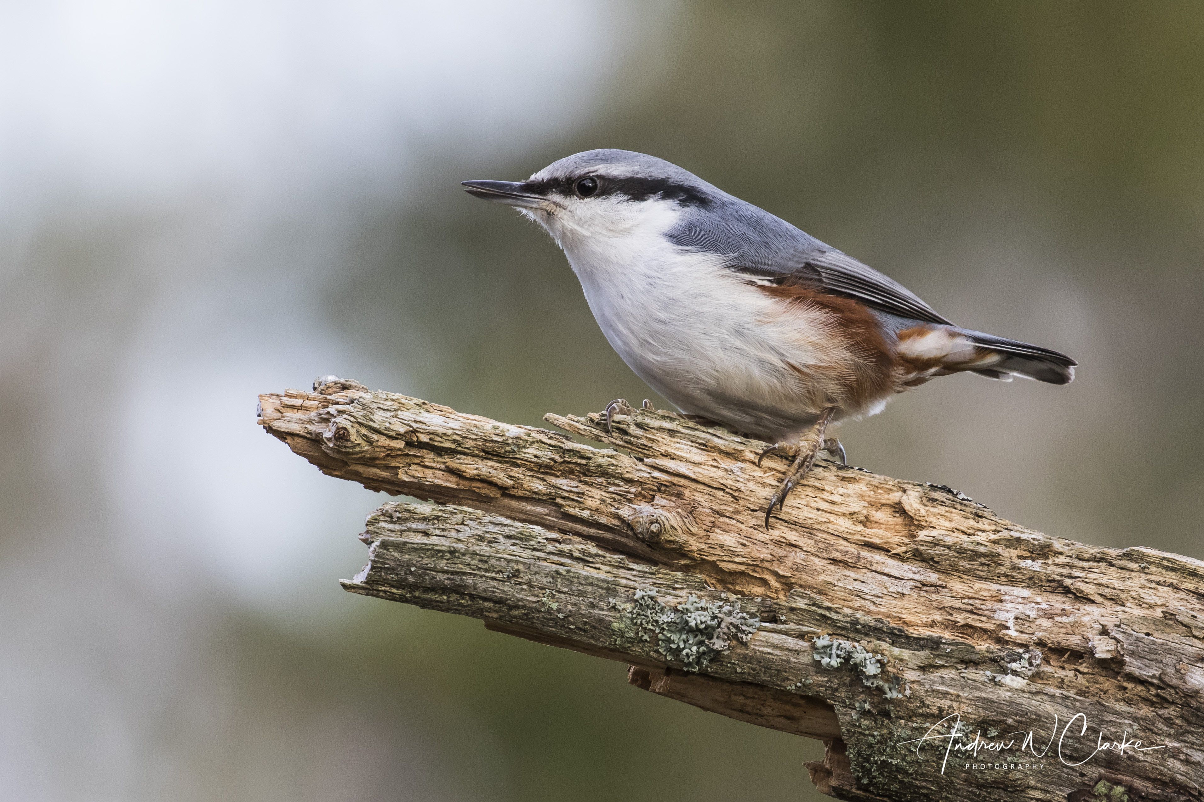 Eurasian Nuthatch / Spettmeis