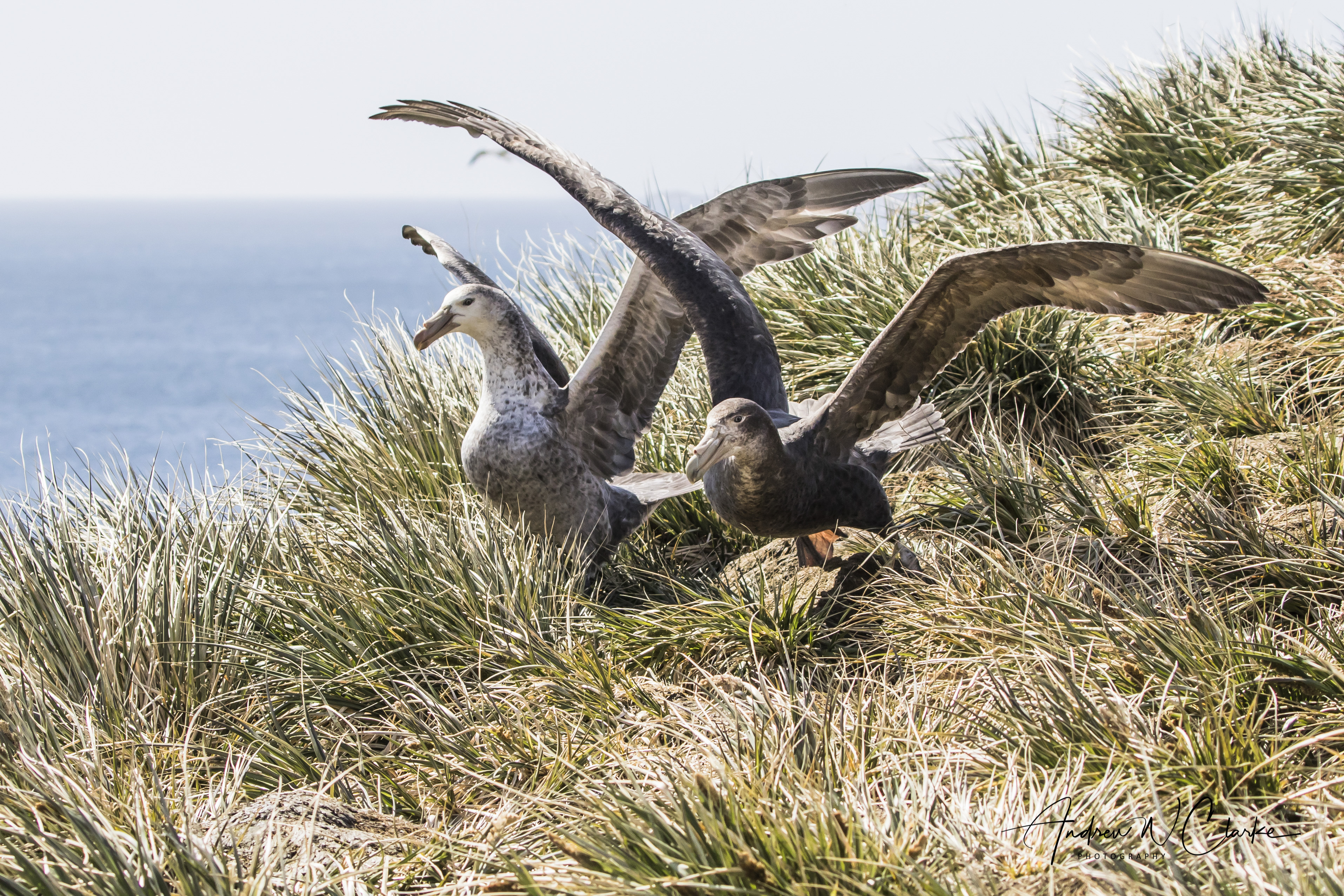 Northern & Southern Giant Petrel
