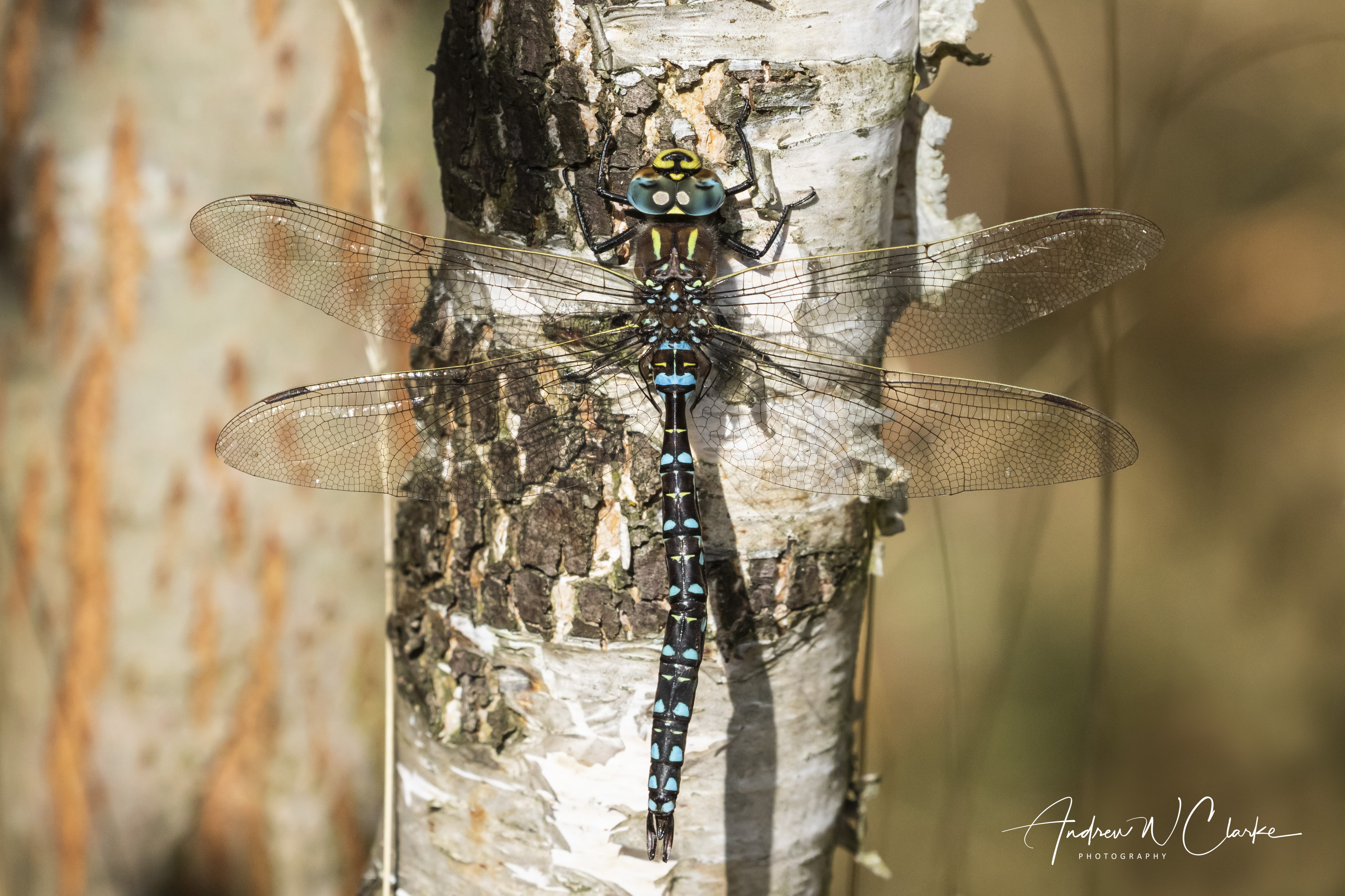 Moorland Hawker