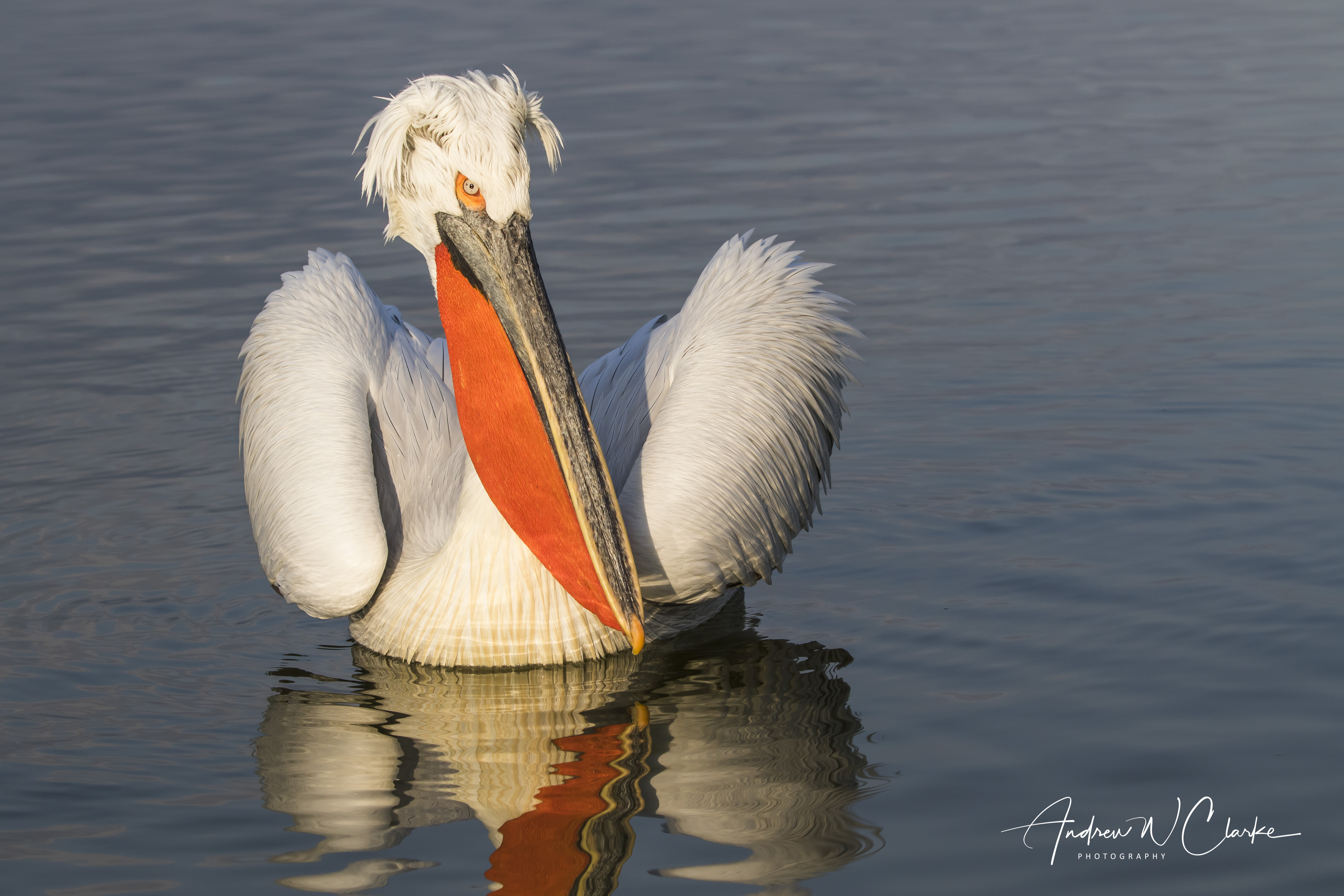 Dalmatian Pelican