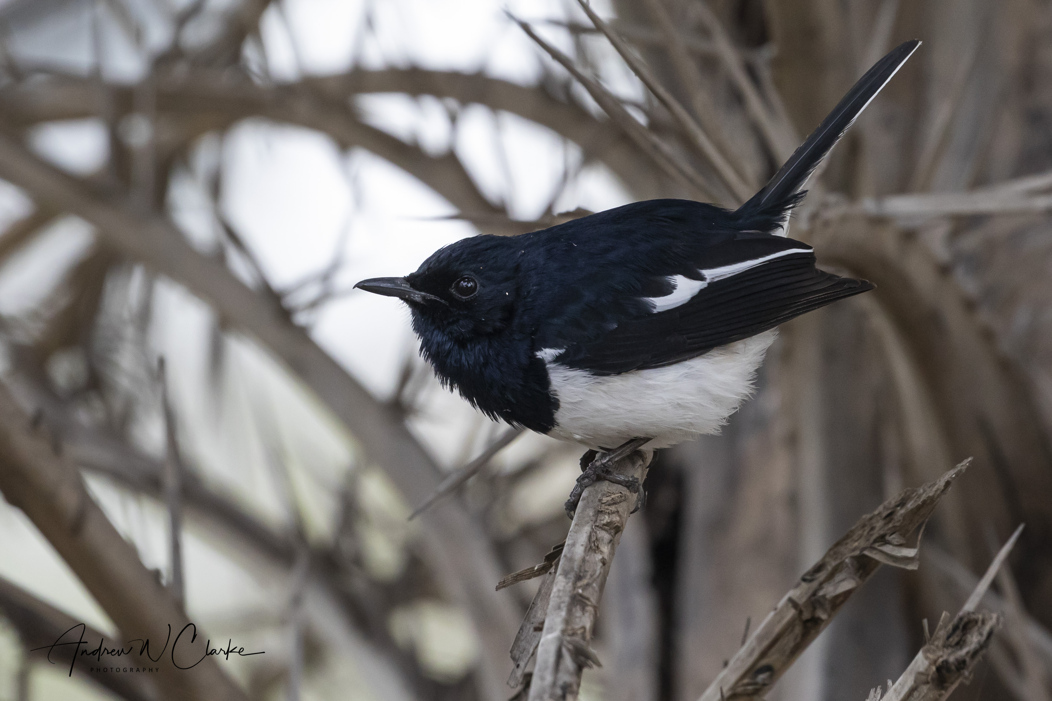 Oriental Magpie-Robin
