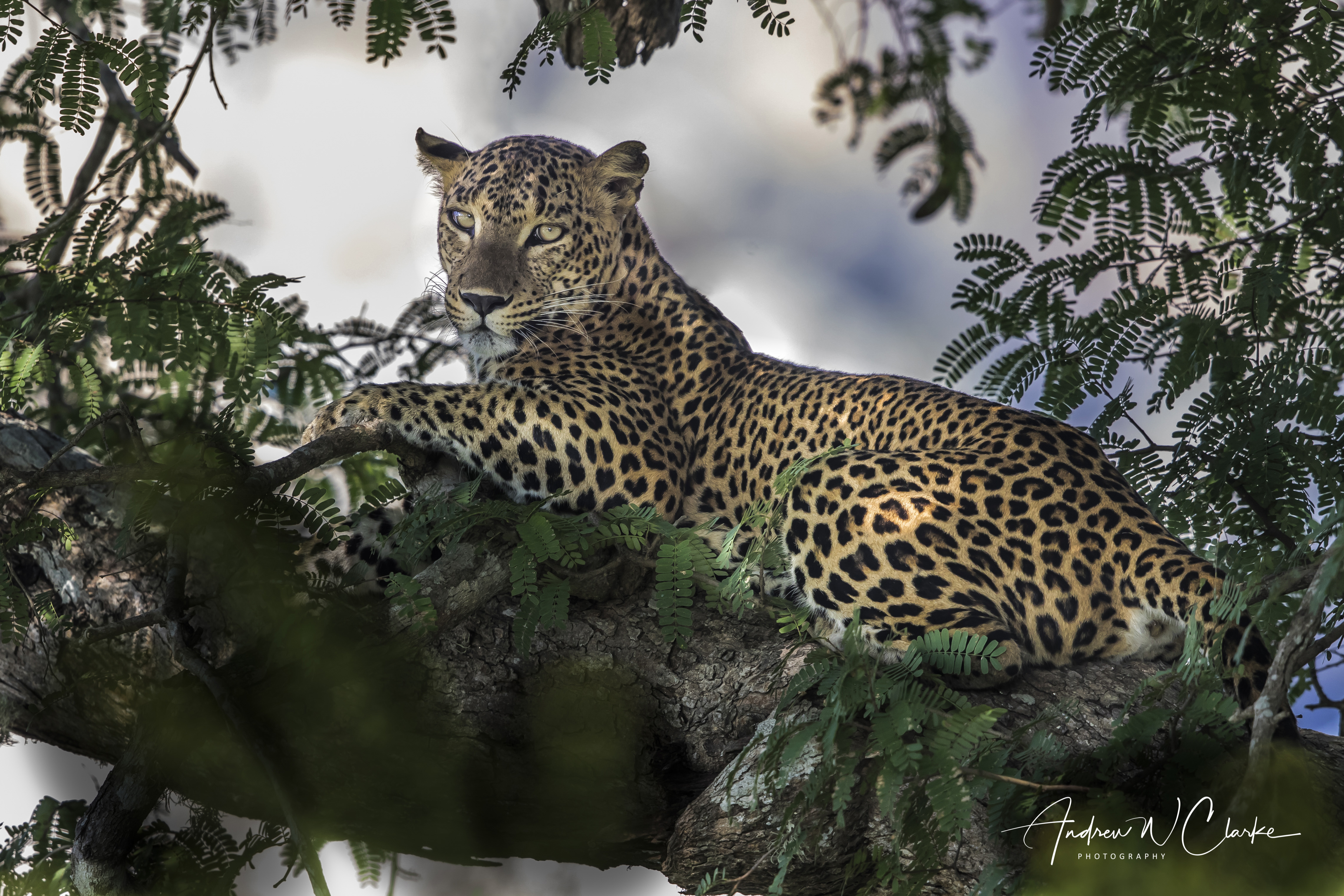 Leopard