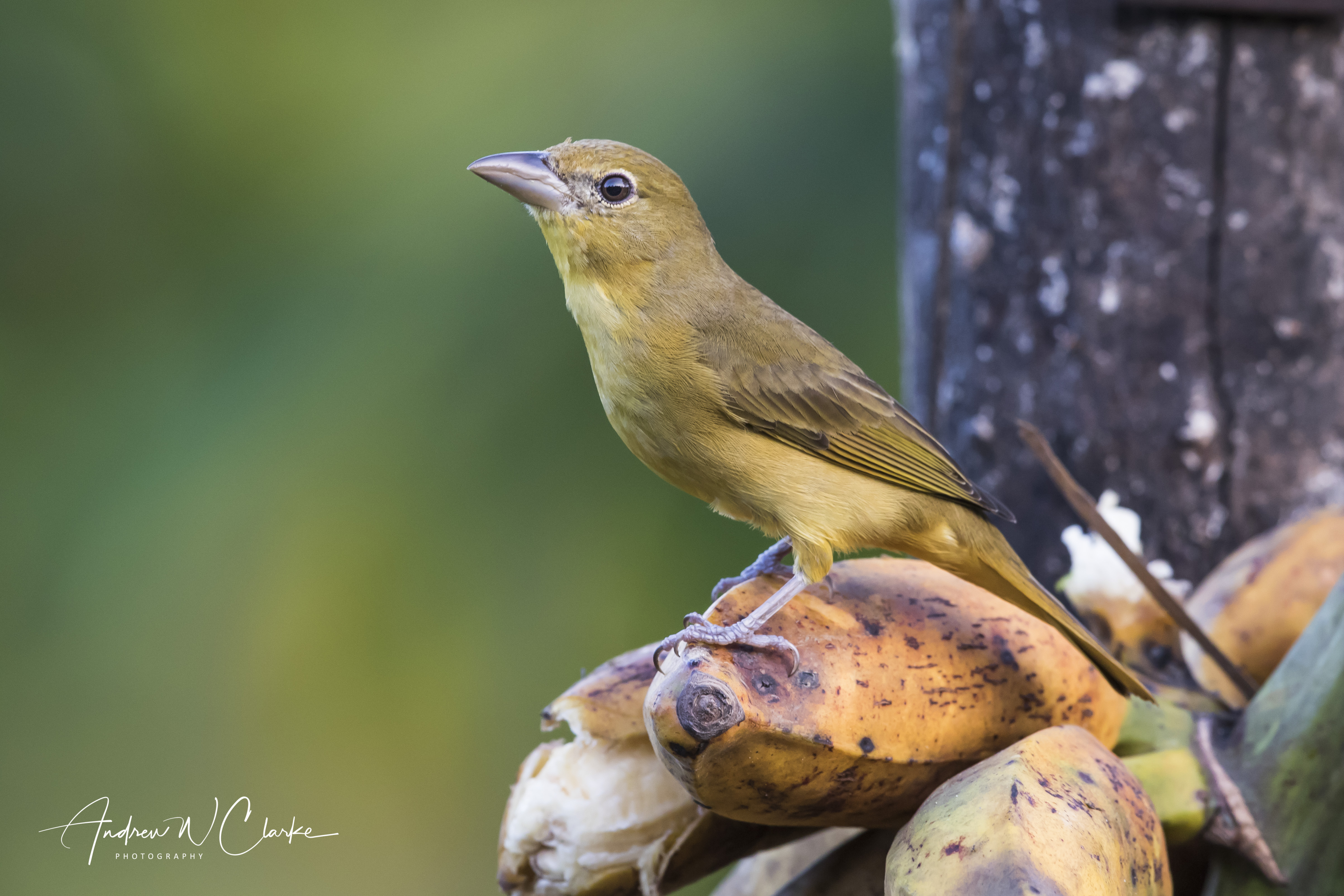 Summer Tanager